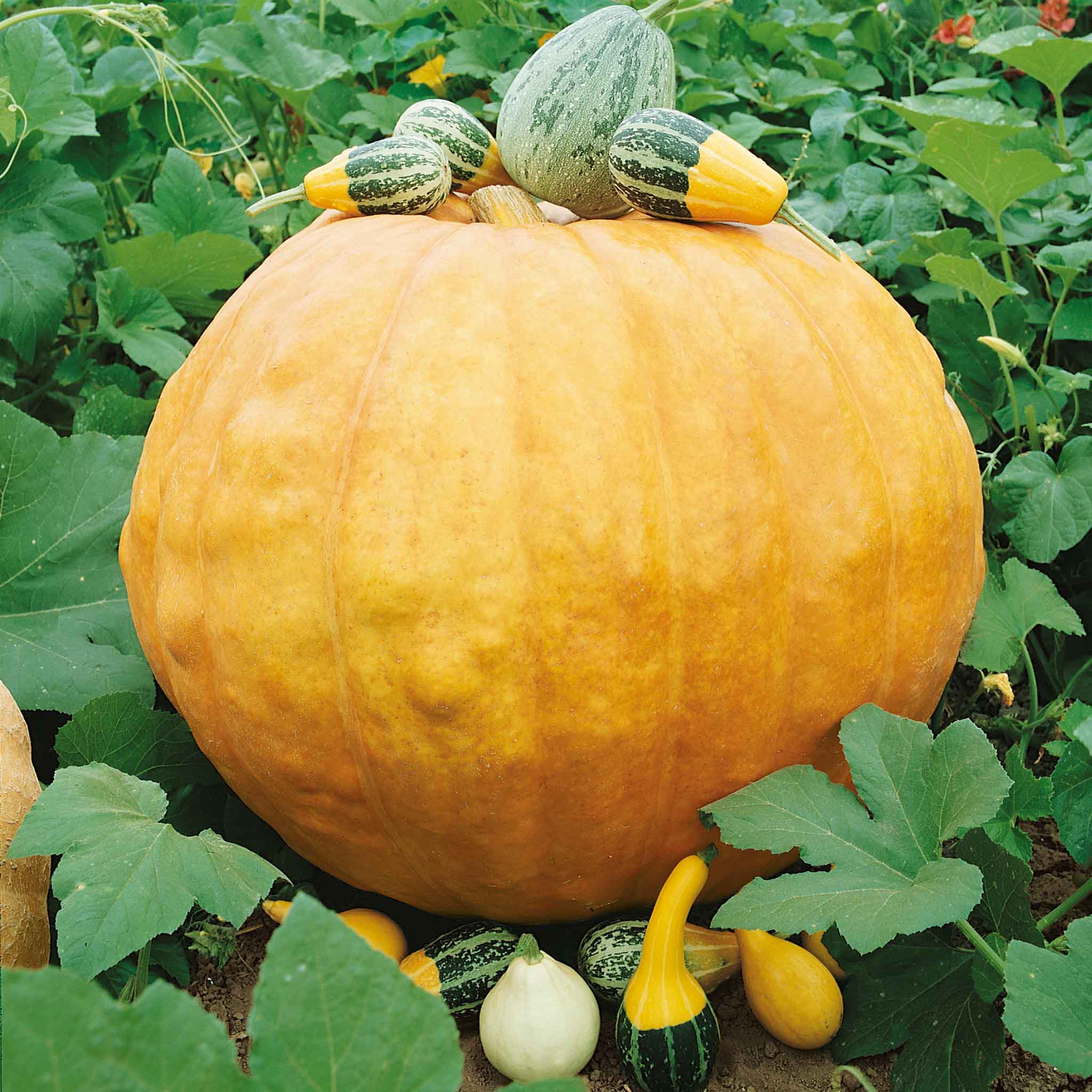 A very large, round, Big Max pumpkin with deep ridges rests on the ground amidst green foliage.