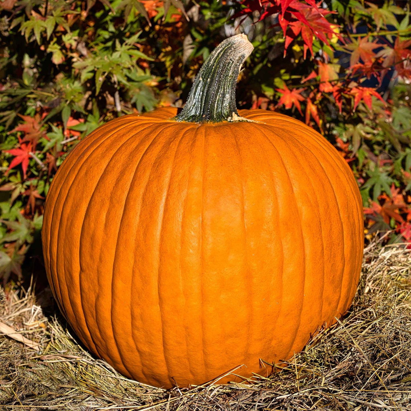 A large, round, orange Connecticut Field pumpkin with distinct ribs and a green stem.