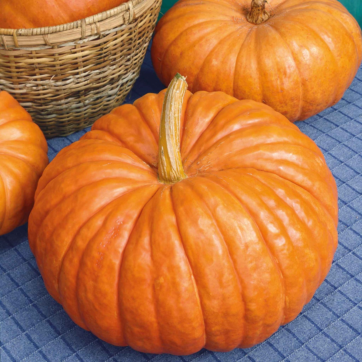An orange Rouge Vif d'Etampes pumpkin with prominent ridges sits on a blue cloth with other pumpkins in the background.