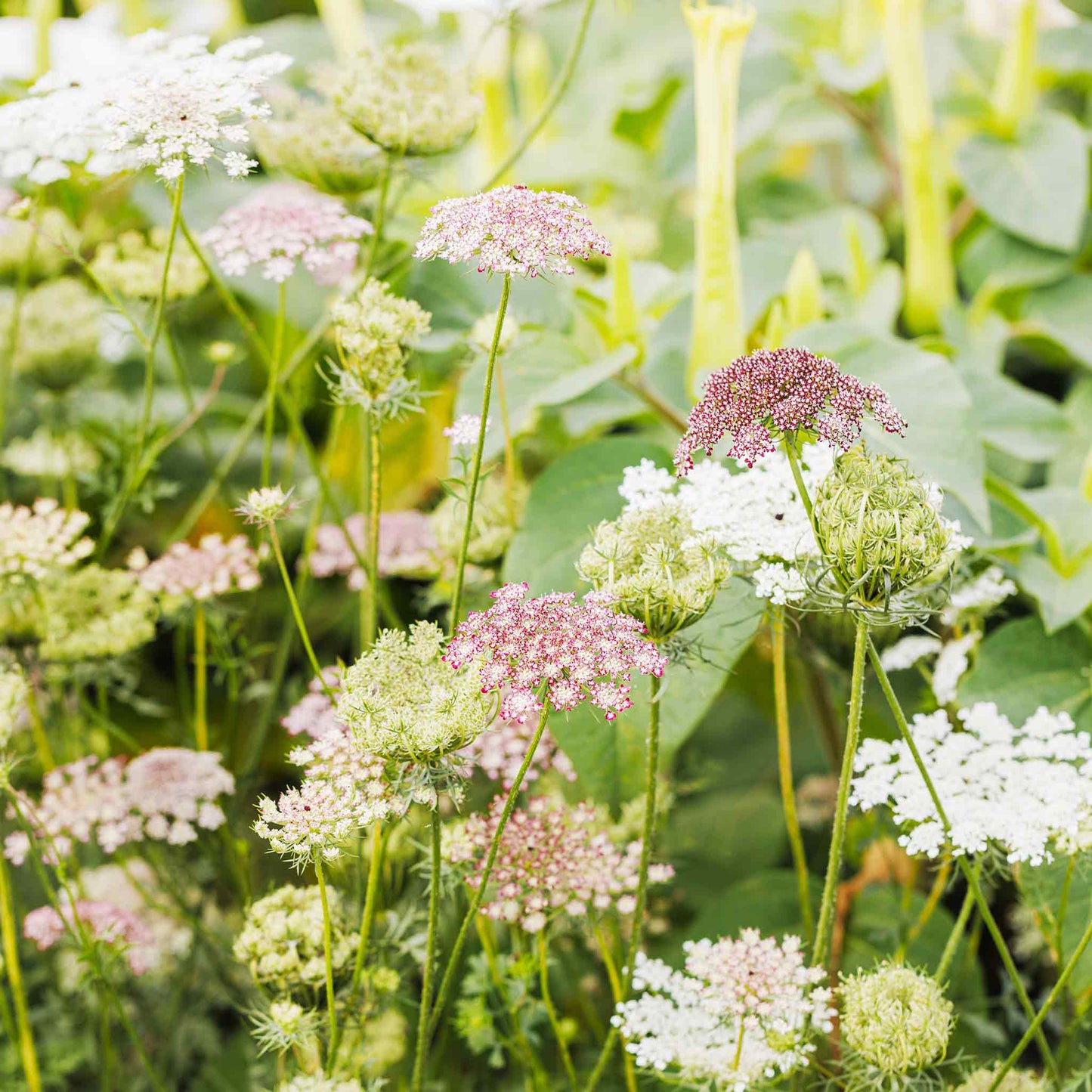 queen anne's lace chocolate flower