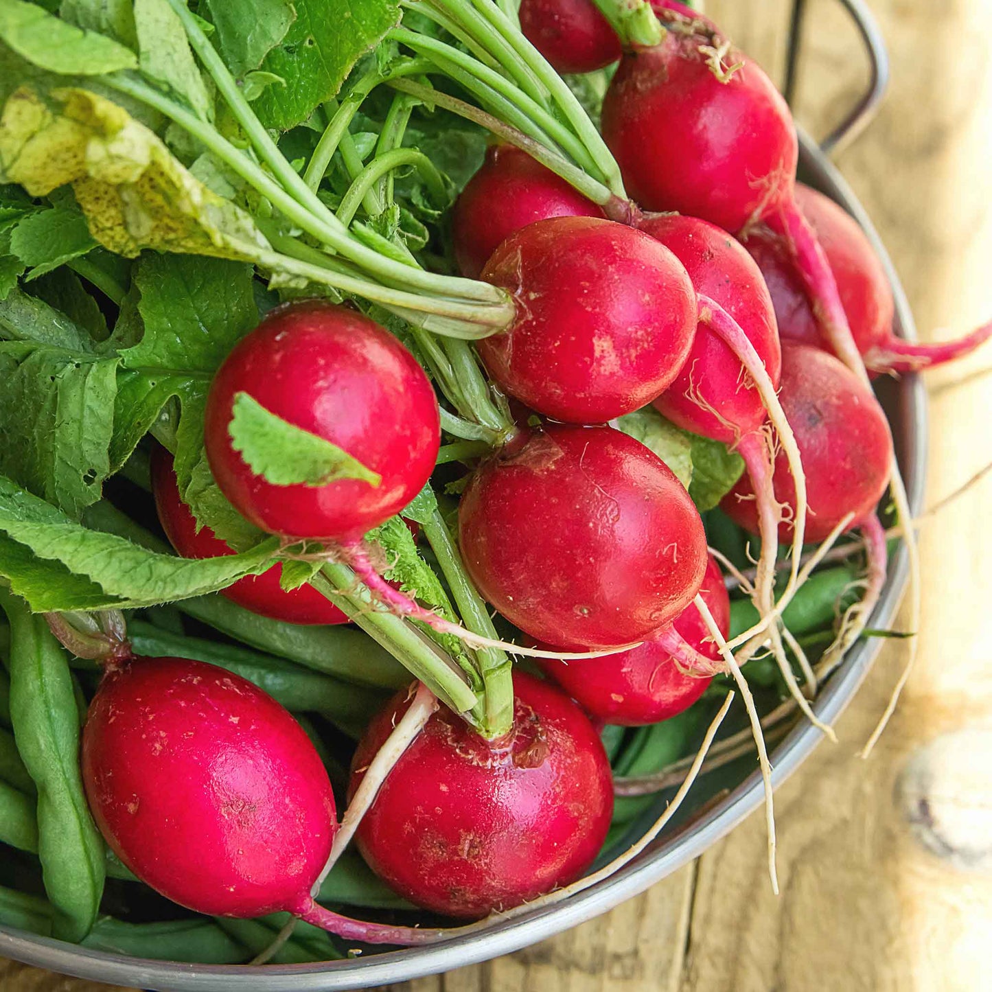 A bowl of Champion radishes with green stems.