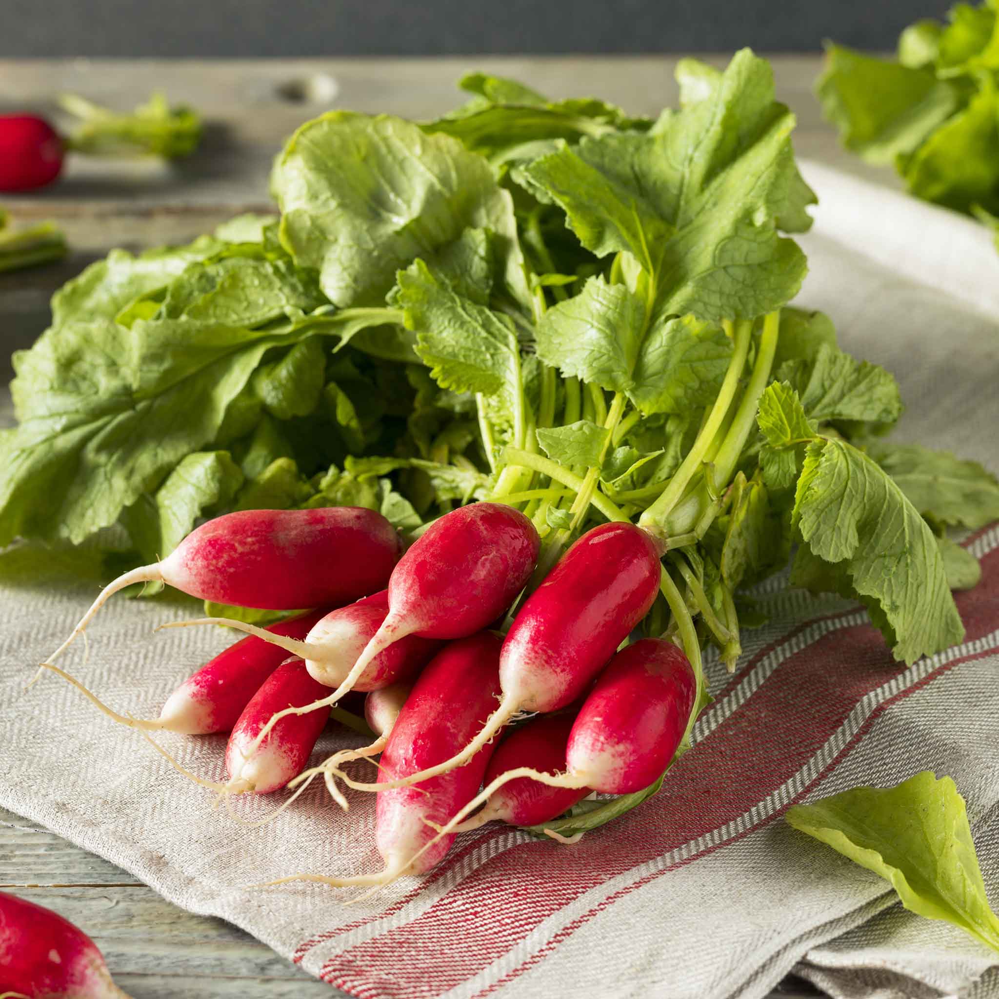 A bunch of French Breakfast radishes with elongated, cylindrical roots.