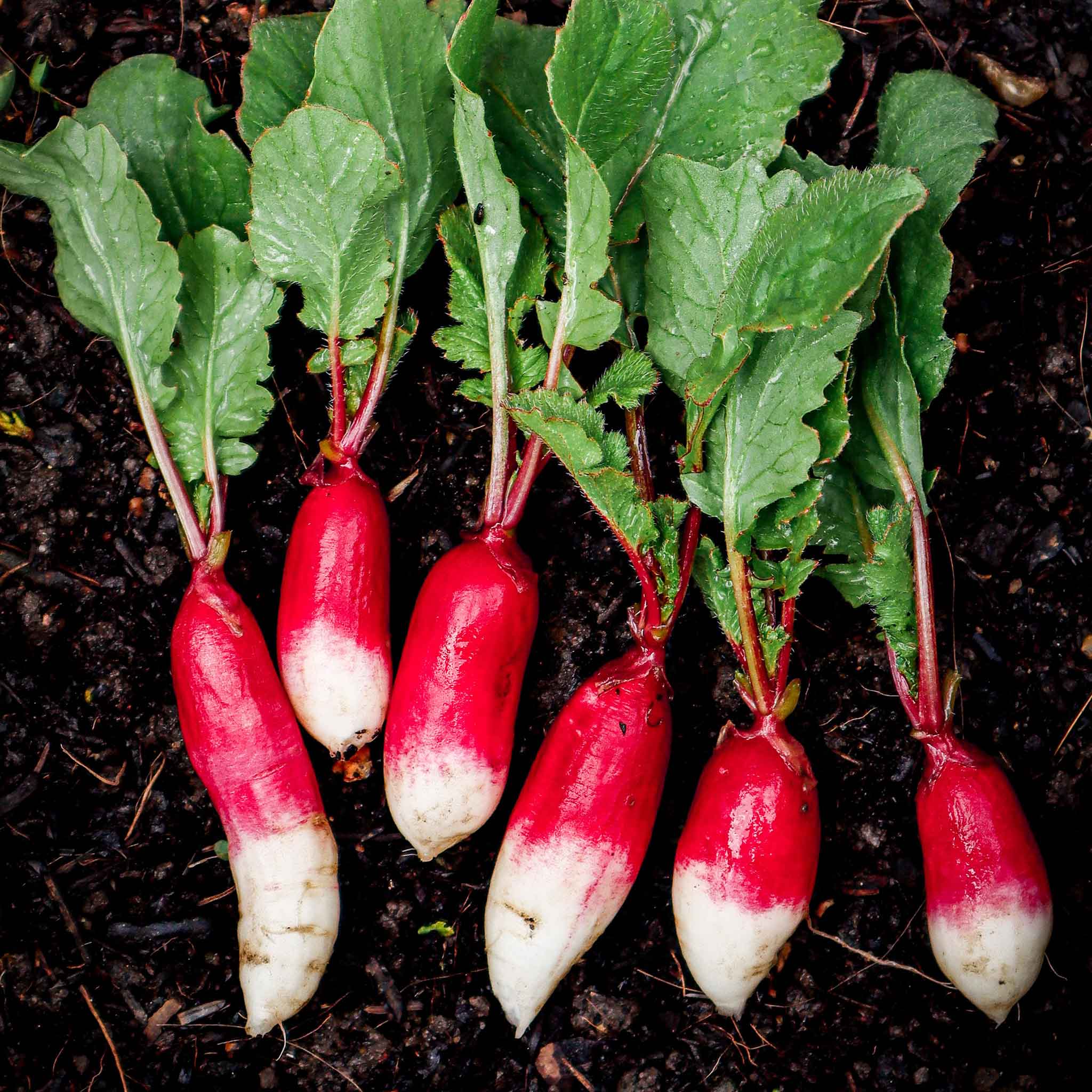 A shot of a cluster of vibrant red French Breakfast radishes with long white tips and green leafy tops.