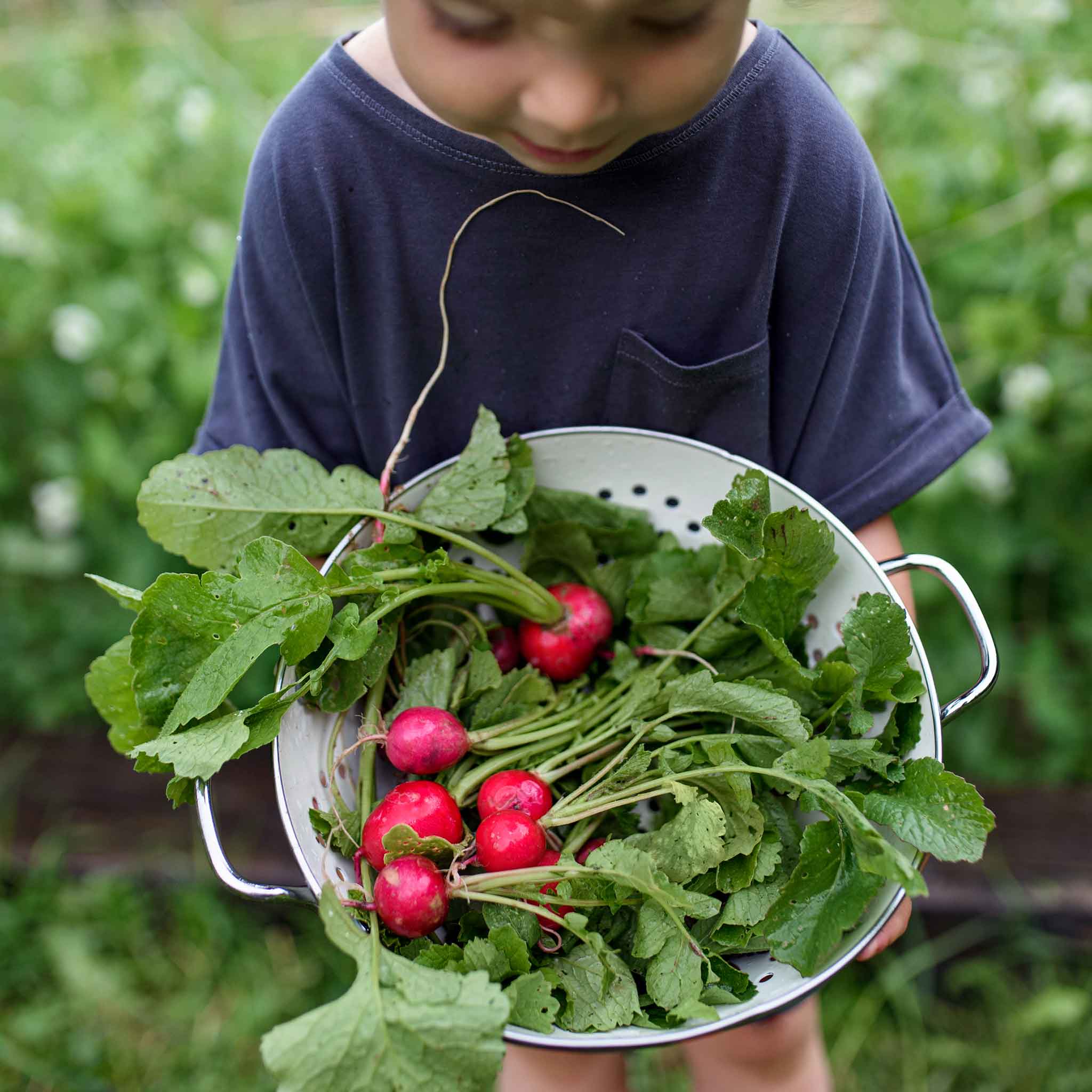 Cherry Belle radishes in metal collander after being picked.