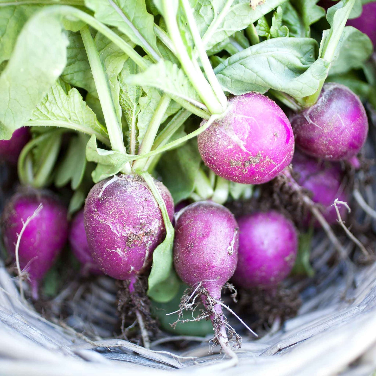 A close-up shot of a cluster of vibrant, round purple radishes with green leafy tops.