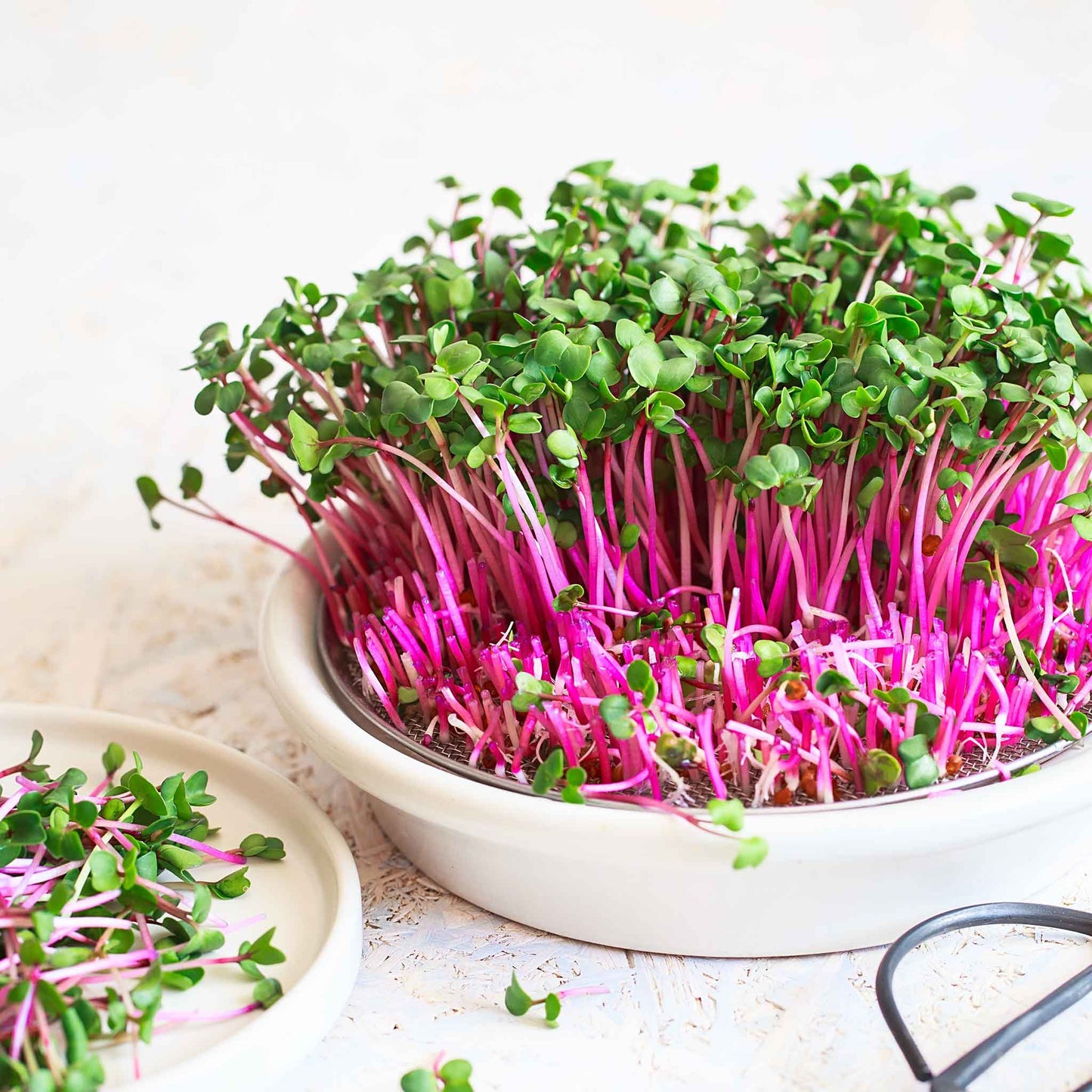 Red Arrow radishes sprouting and in the microgreen stage.