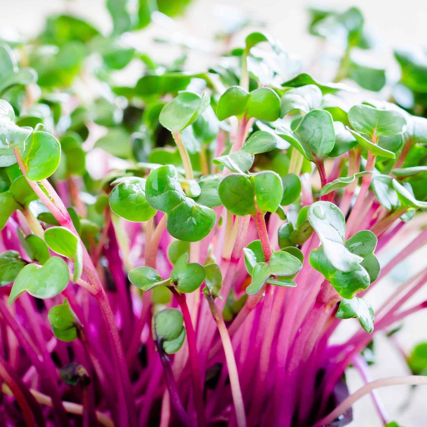 Vibrant Red Arrow radish sprouts with green leaves against a plain white background.