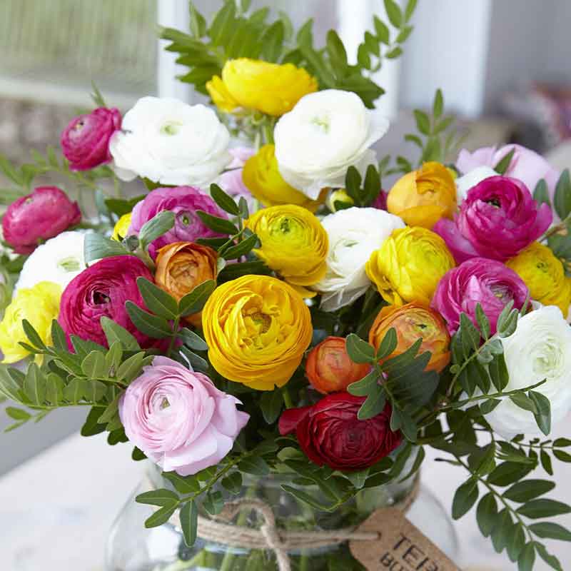 Orange Ranunculus Bulb - 10 Pack - New Zealand Orange Ranunculus Bulb - 10 Pack - New Zealand