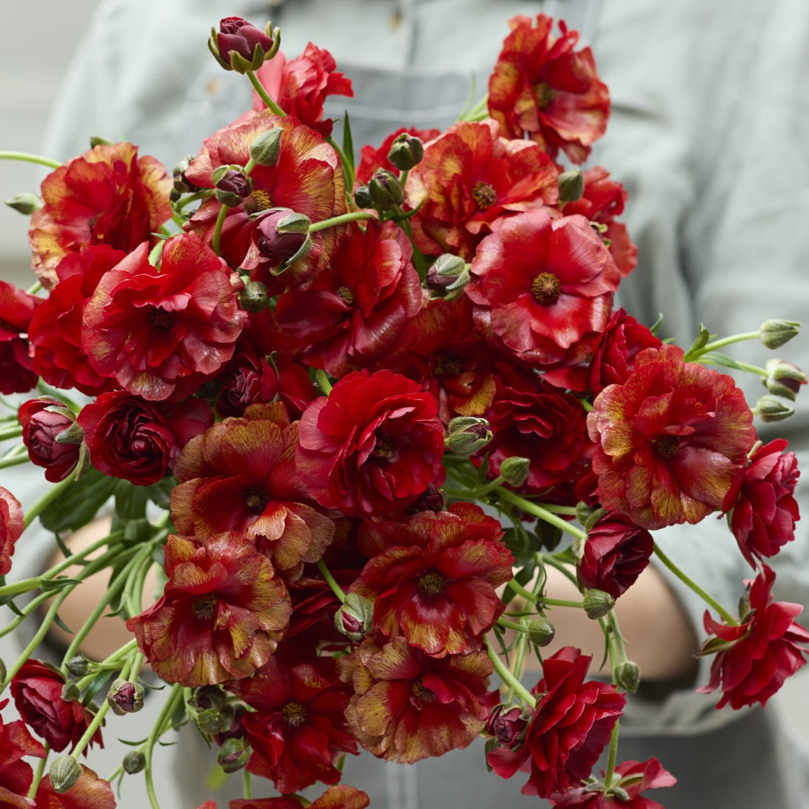 butterfly ranunculus hades