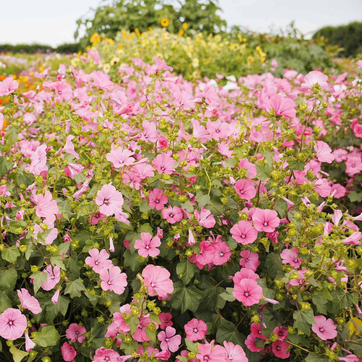 rose mallow loveliness