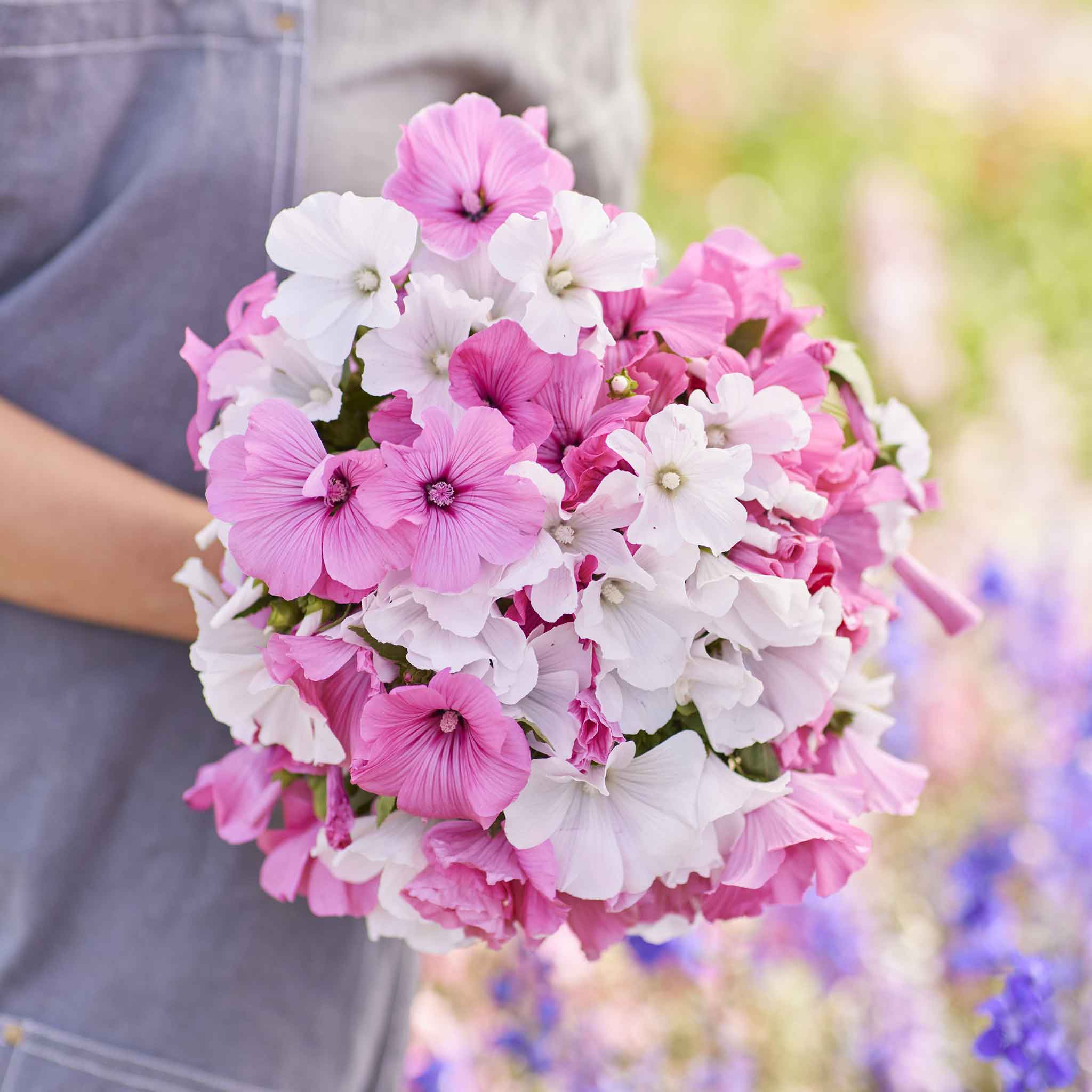 rose mallow seeds Mixed Colors Rose Mallow Seeds, Flower Seeds