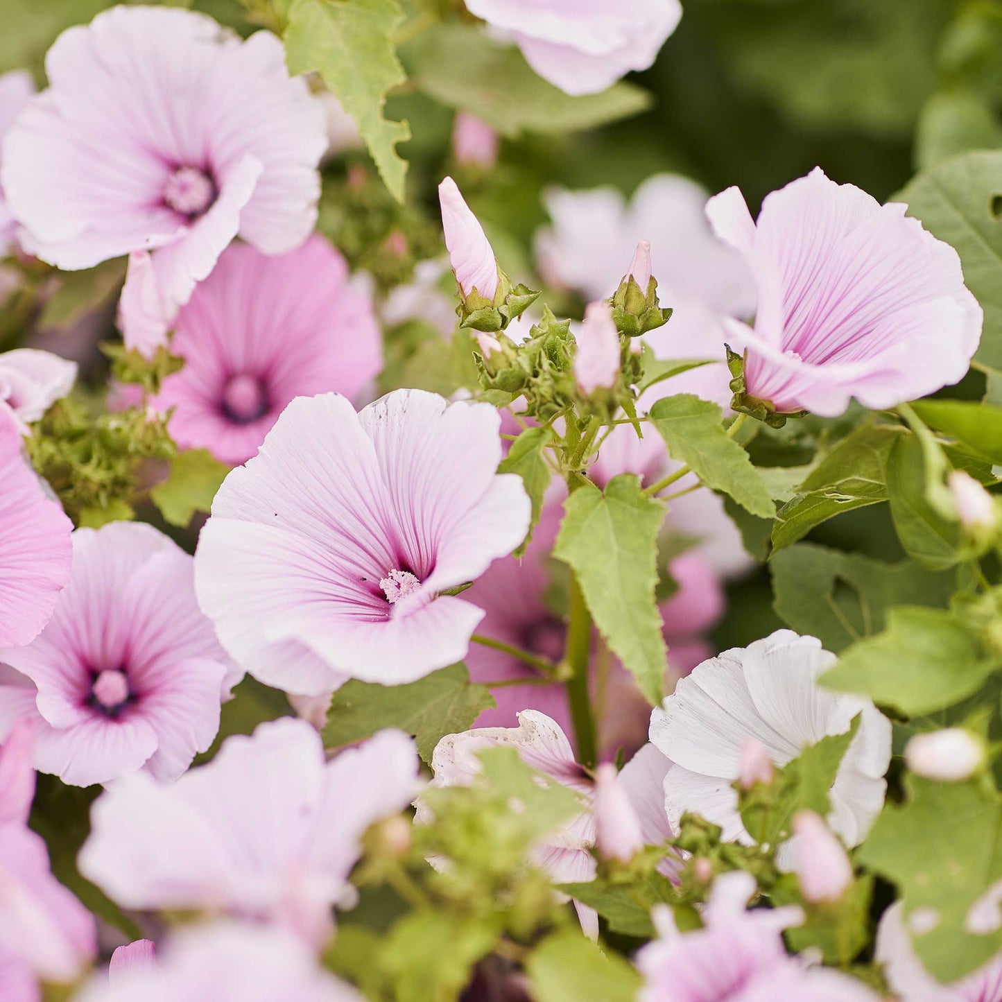 rose mallow pink regis