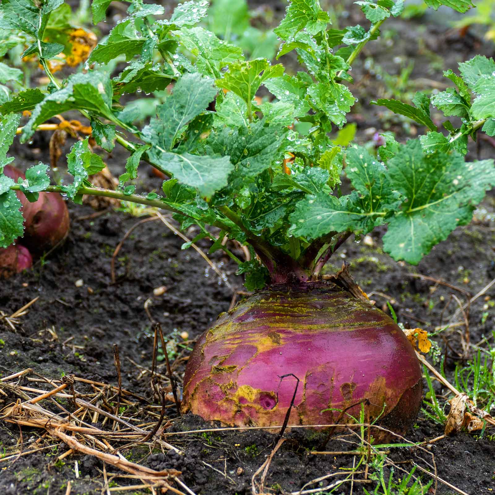 A single American Purple Top rutabaga still in the ground ready for harvest.