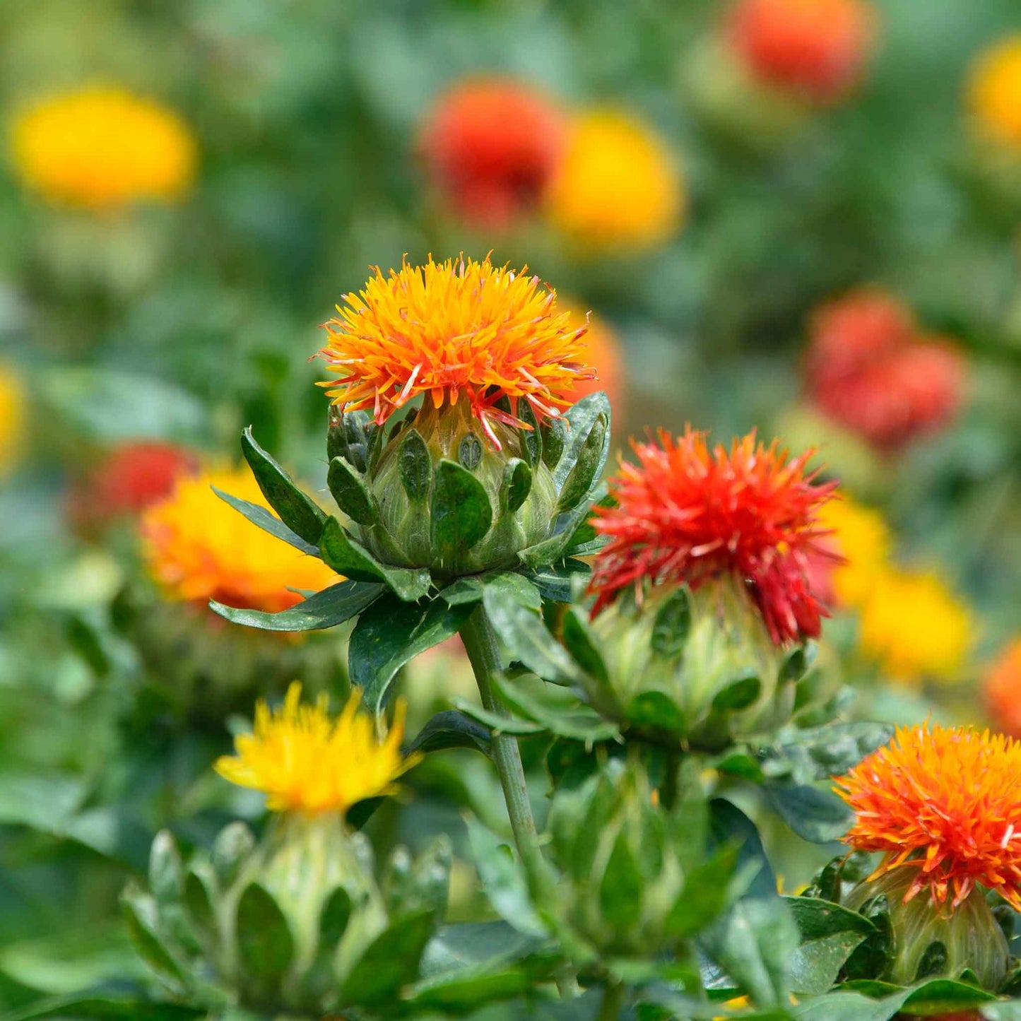 A close-up view of a green safflower corrales azafran plant with a red flower bud forming at its center.