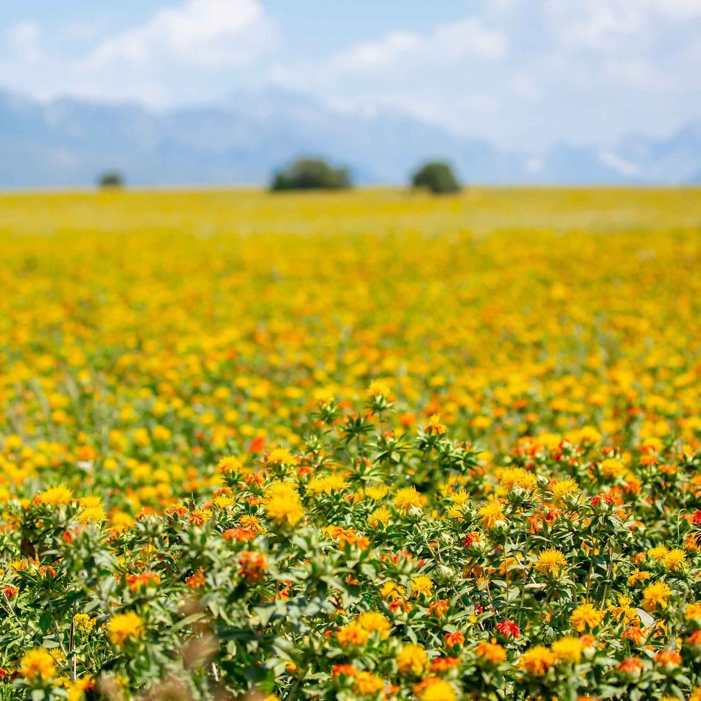 A field of safflower corrales azafran flowers showing red and yellow flowers.