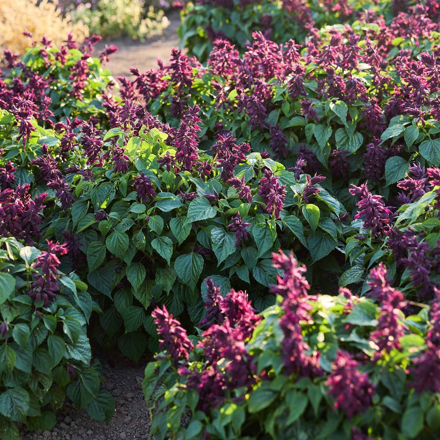 Row of sage estella purple flowers with green leaves in a garden setting