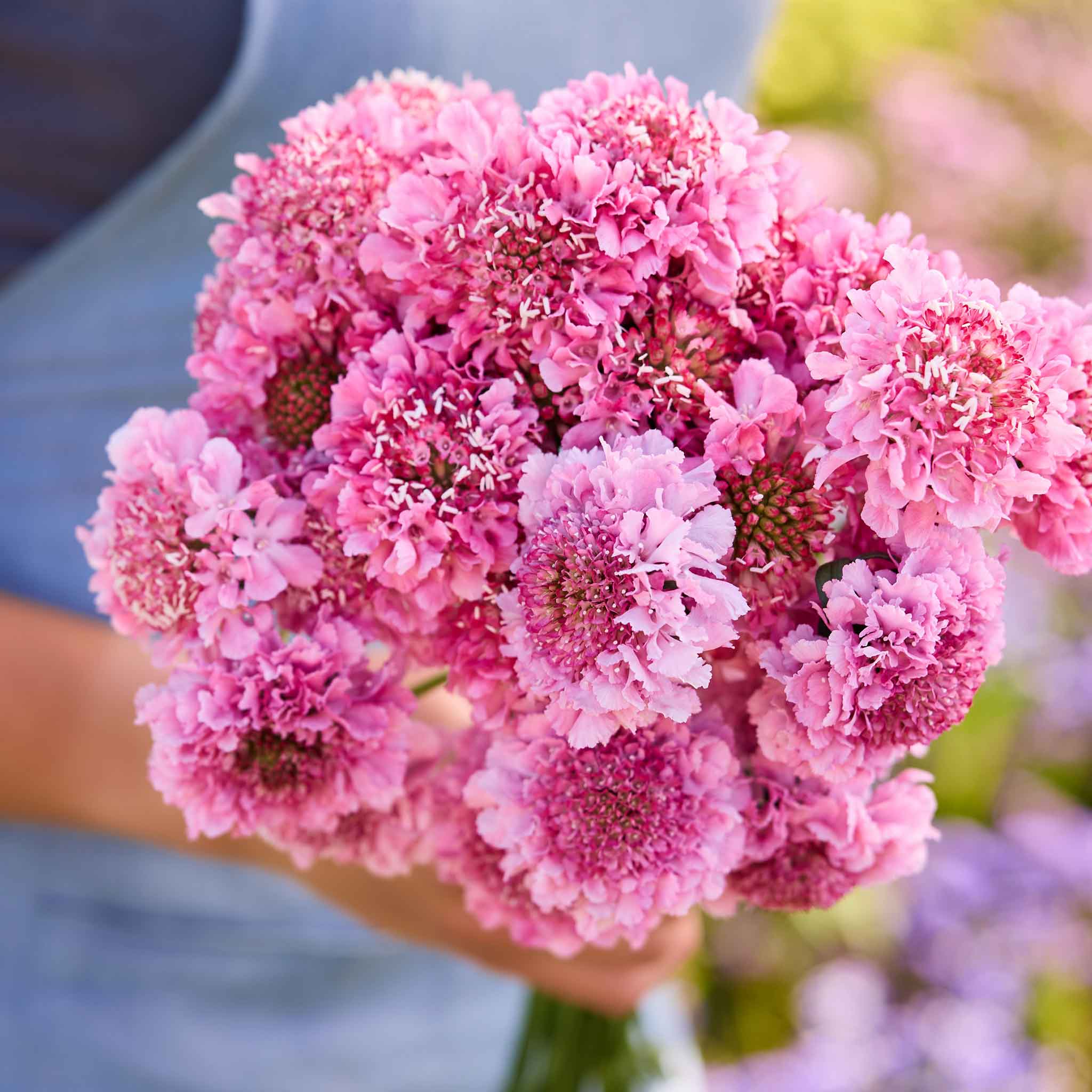 Bouquet of scabiosa salmon queen flowers held by a person with a blurred background