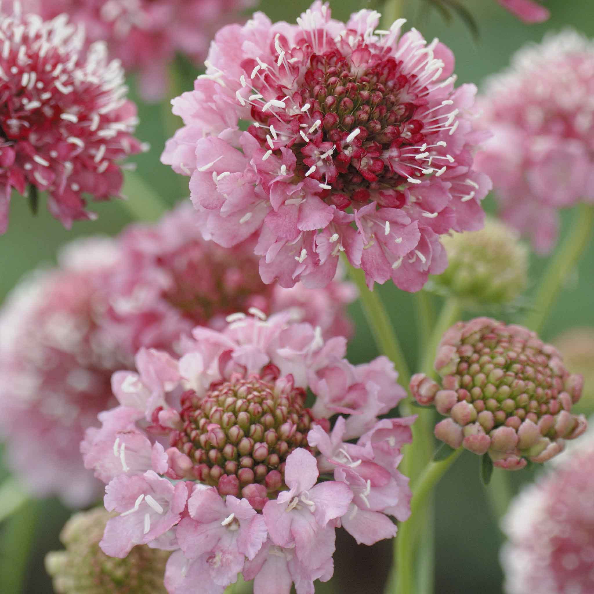 The image shows a vibrant salmon queen scabiosa flower with delicate petals and a fuzzy center.