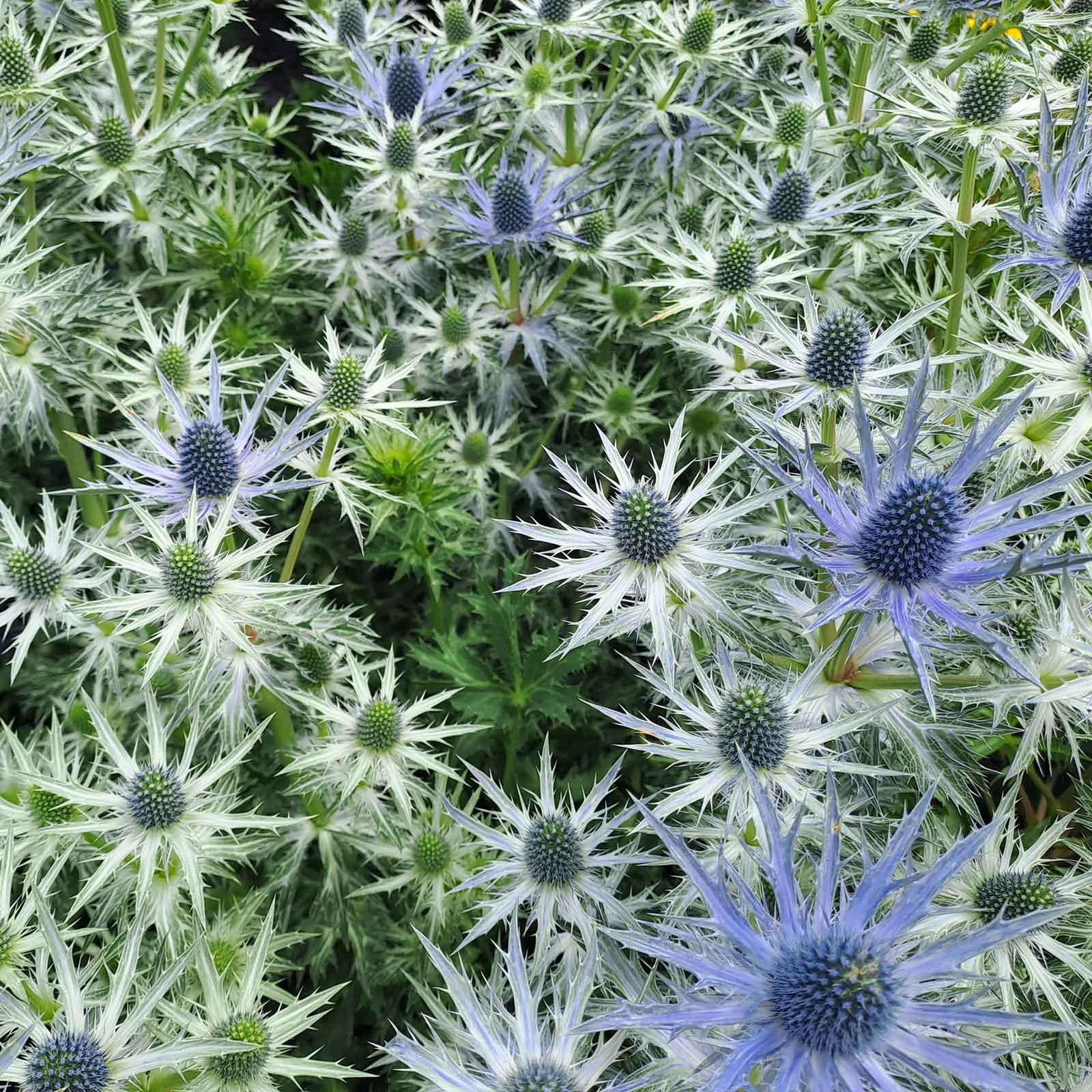 sea holly blue star