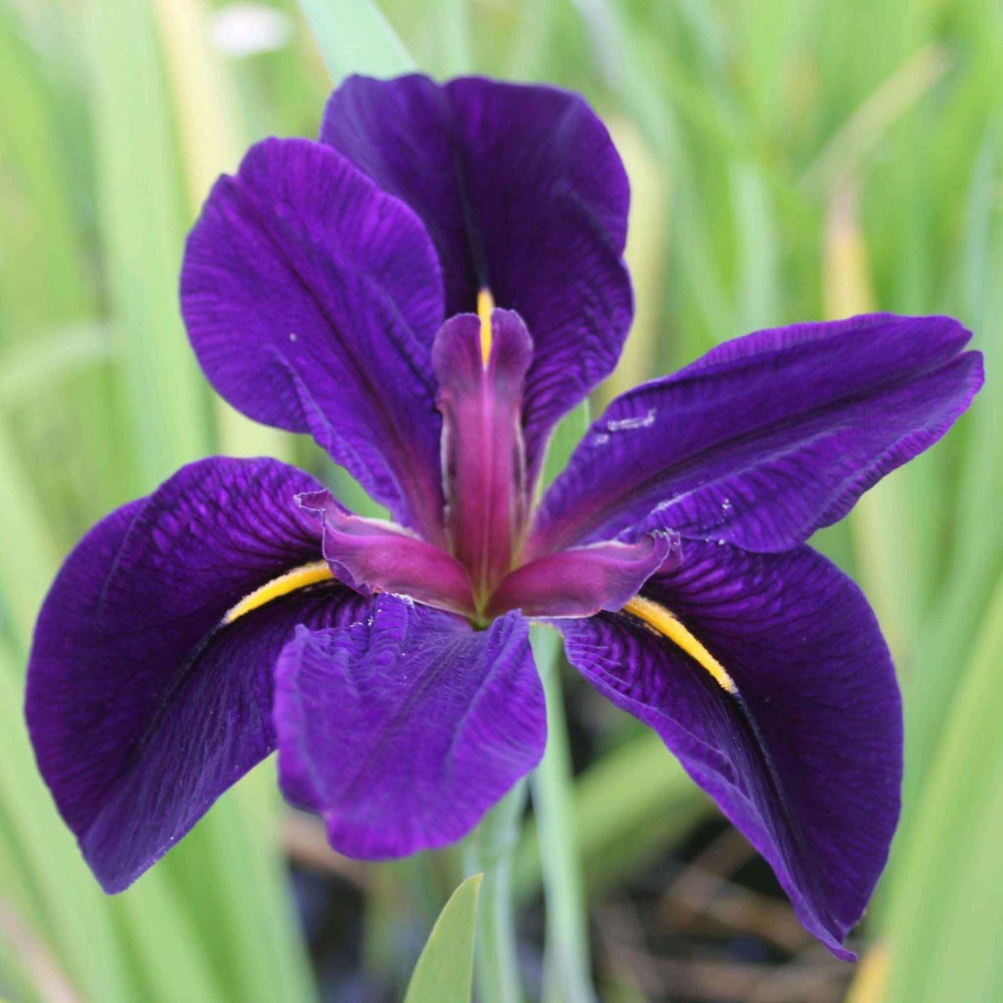 siberian iris louisiana black gamecock