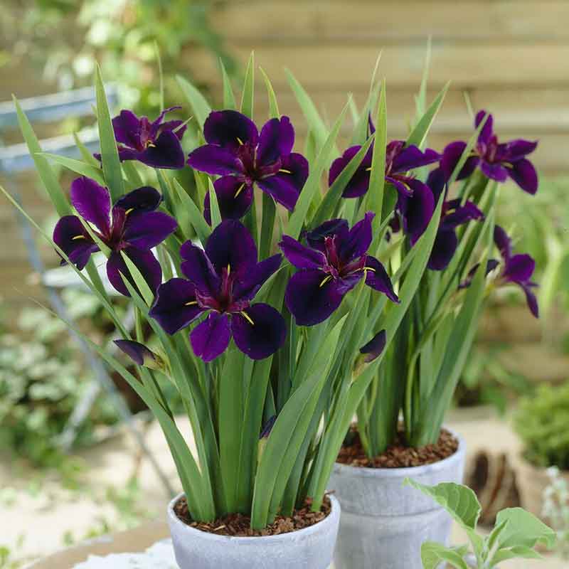 siberian iris louisiana black gamecock