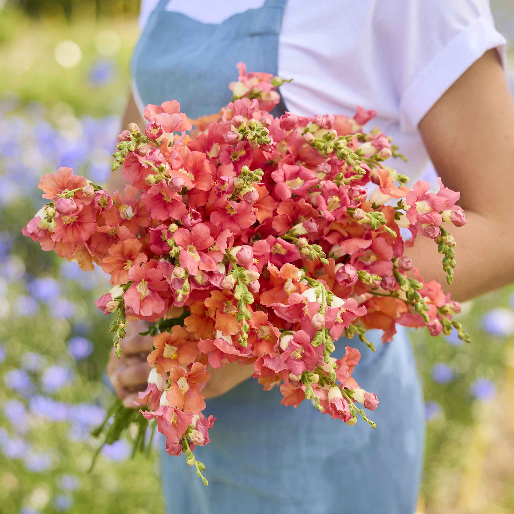 snapdragon chantilly bronze