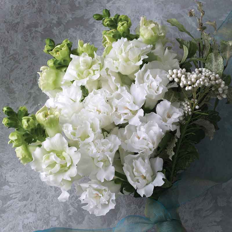 A bouquet of legend double white snapdragon flowers with ruffled petals.