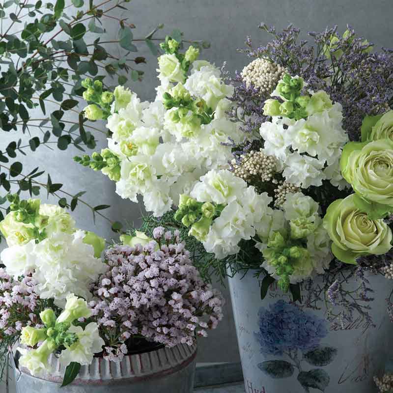 A metal pail with a bouquet of legend double white snapdragon flowers with ruffled petals.