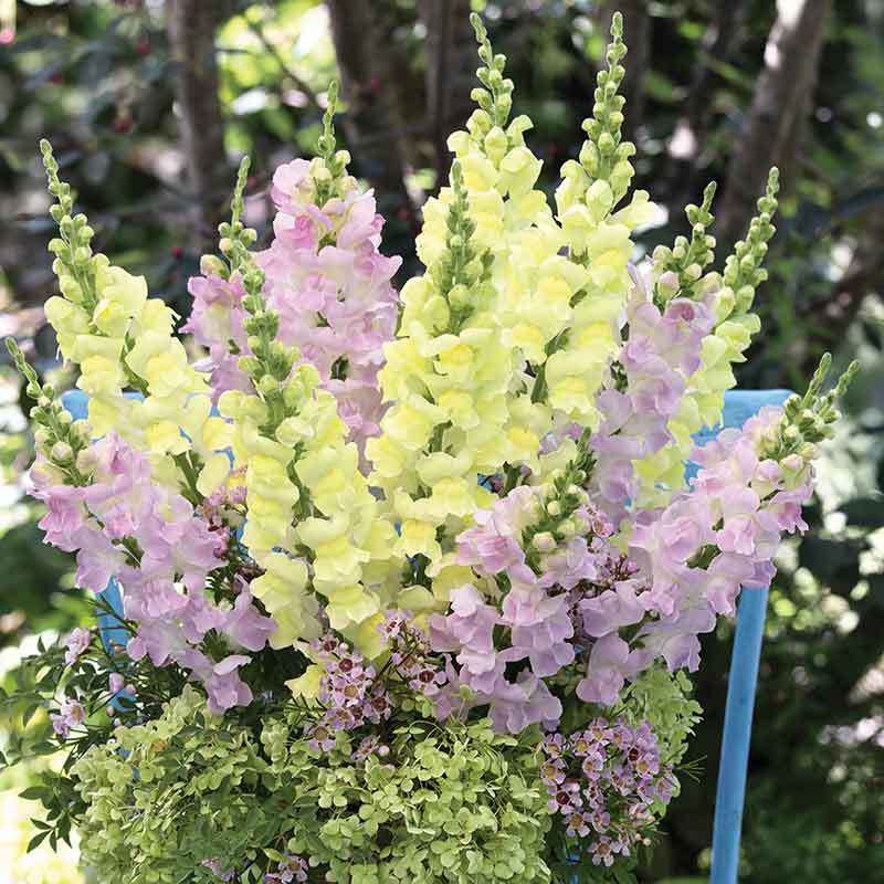 Bouquet of legend light pink and yellow snapdragons with a blurred background