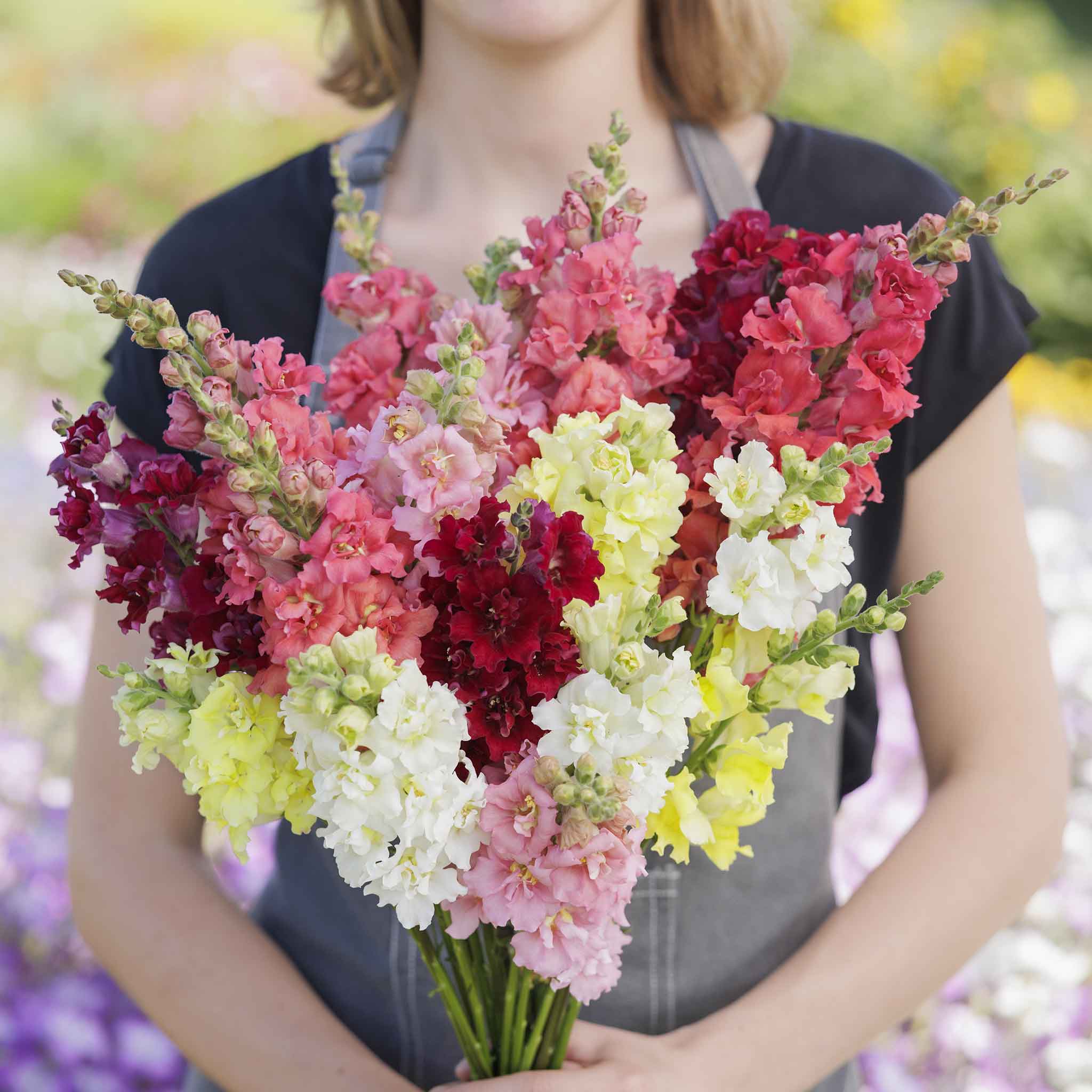 eden brothers snapdragon seeds the rose Madame Butterfly Mix Snapdragon Seeds, Mixed
