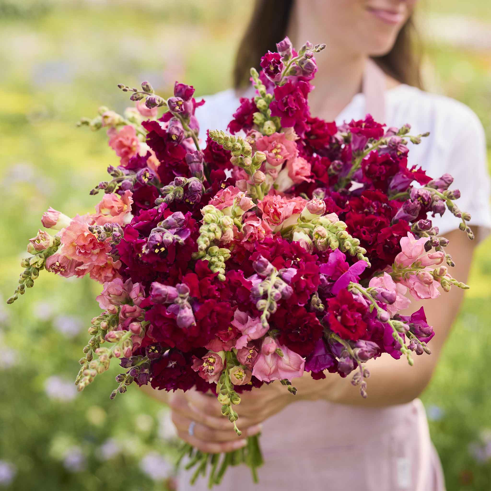 eden brothers snapdragon seeds the rose Passion (Red) Mix Snapdragon Seeds - Passion, Red