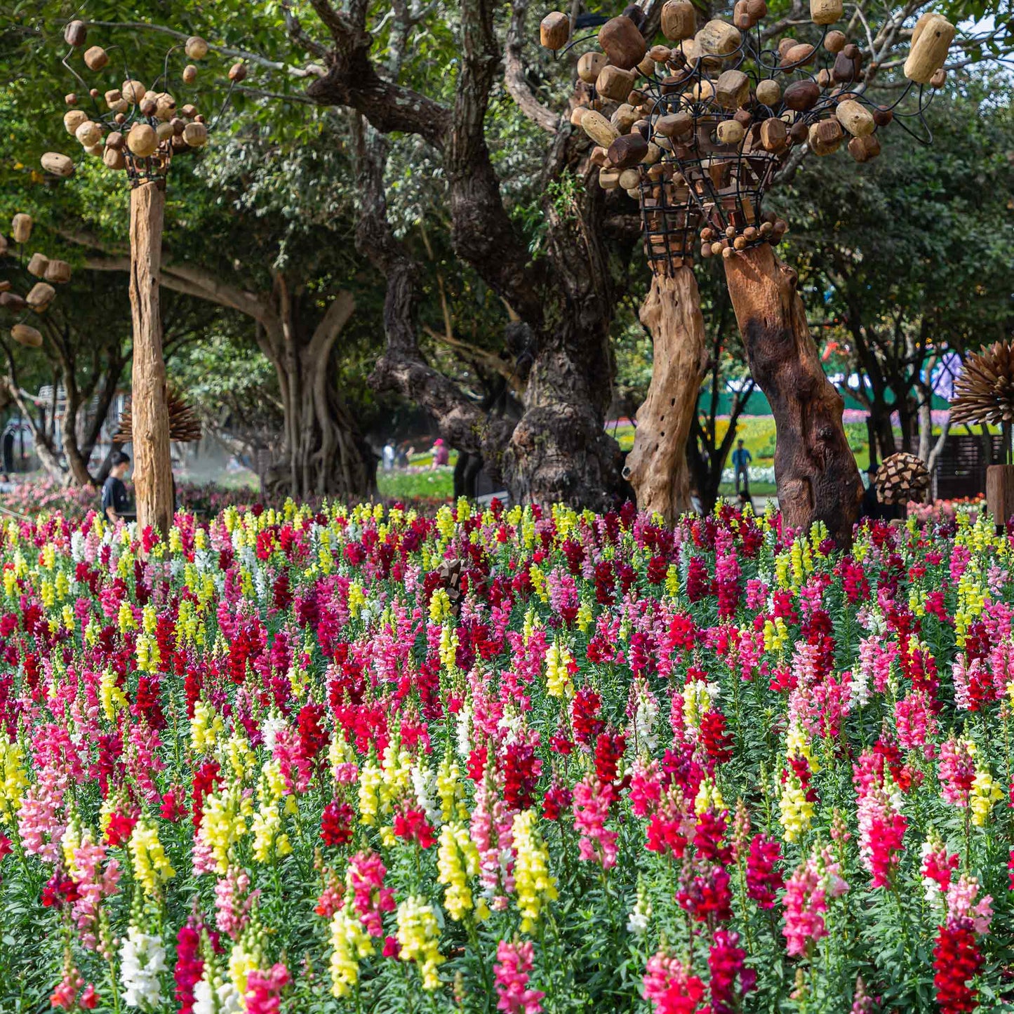 rainbow mix snapdragon