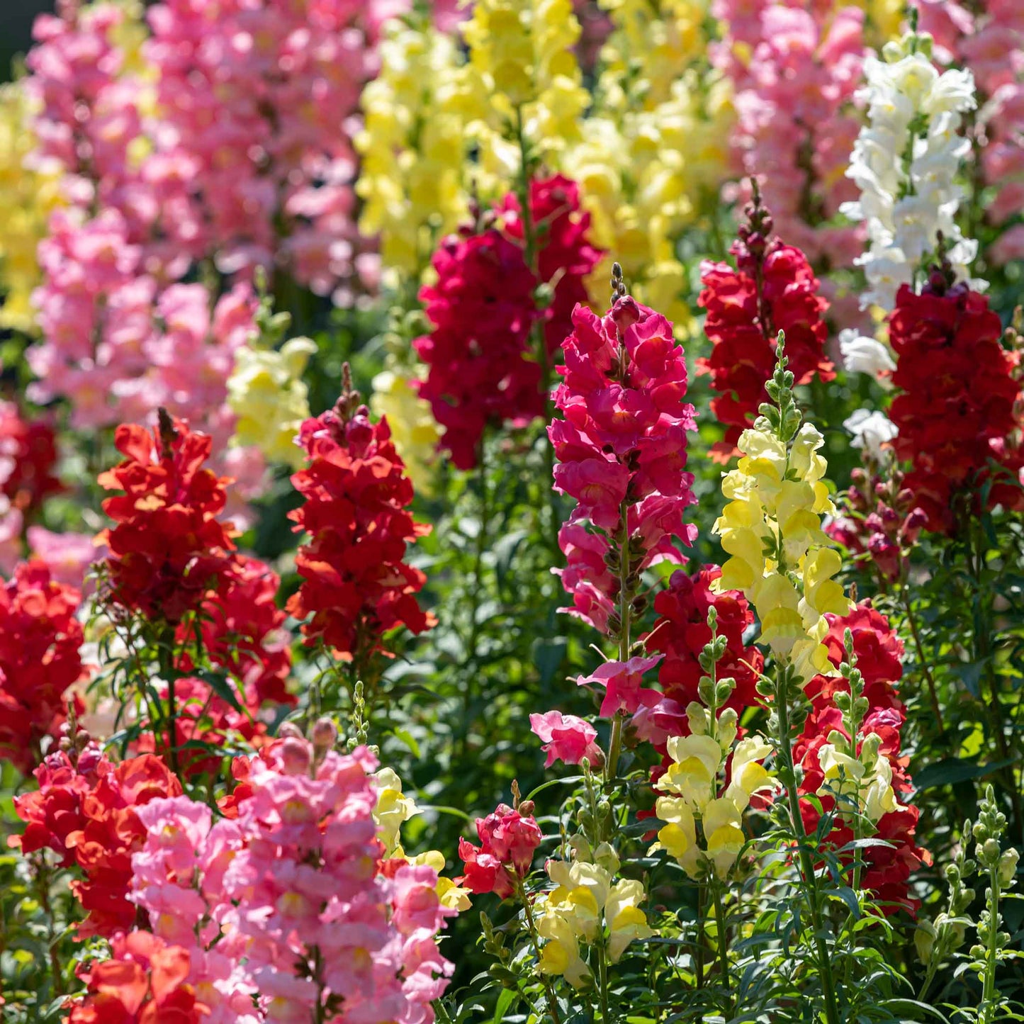 rainbow mix snapdragon