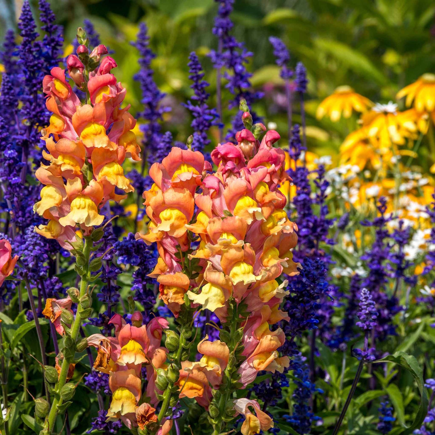 A close-up shot of blooming rocket bronze snapdragon flowers, showing their unique trumpet-like shape.