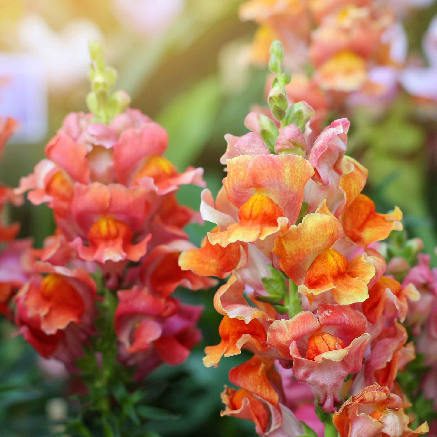 A close-up of vibrant rocket bronze snapdragon flowers with yellow and red accents, against a soft green background.