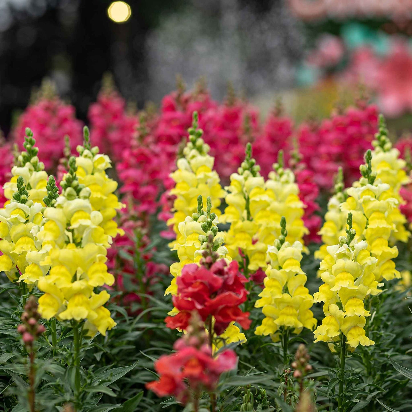 snapdragon sonnet yellow