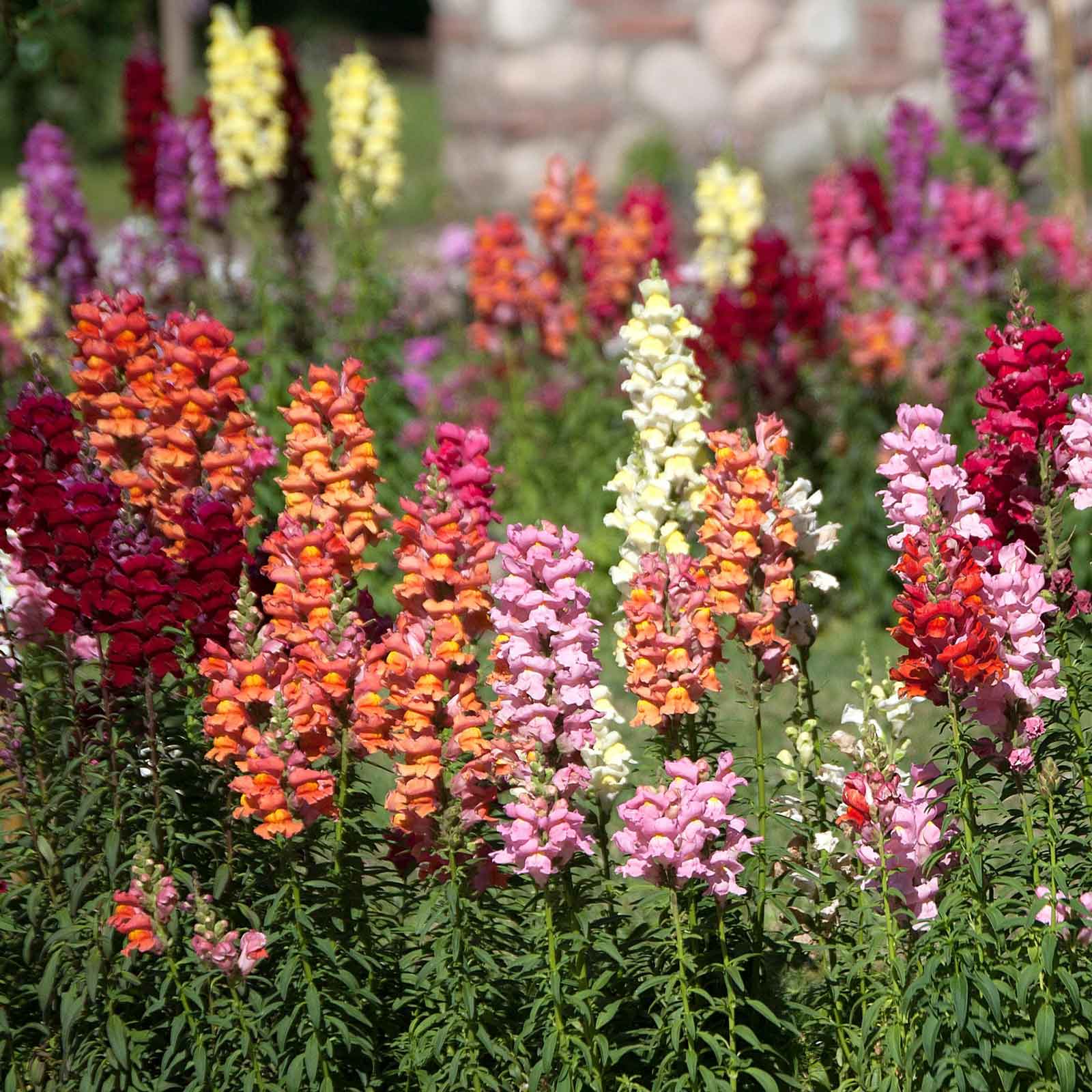 eden brothers snapdragon seeds the rose Tetra Mix Snapdragon Seeds, Mixed