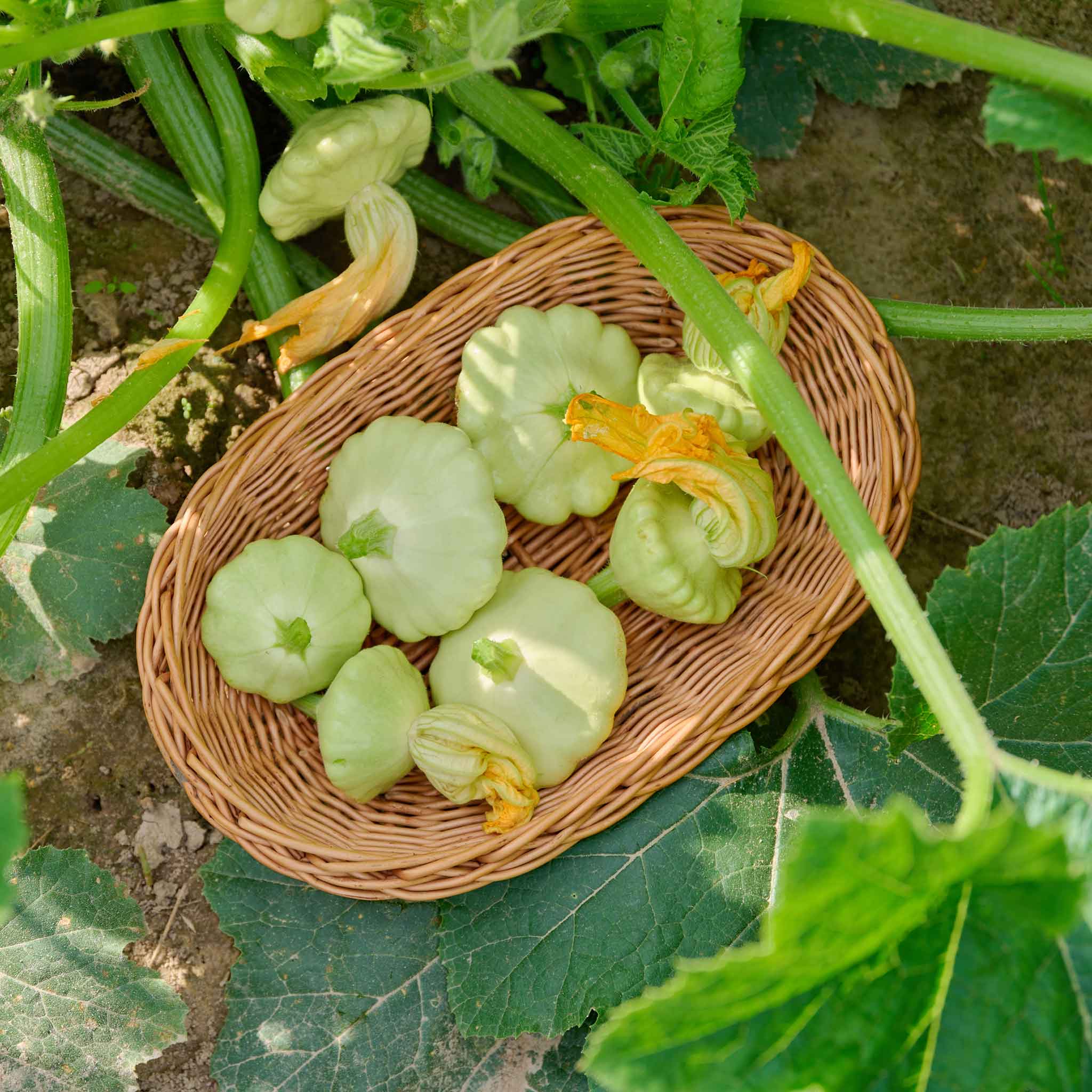A bowl of Bennings Green Tint Scallop squash showing vines, leaes, and flowers.
