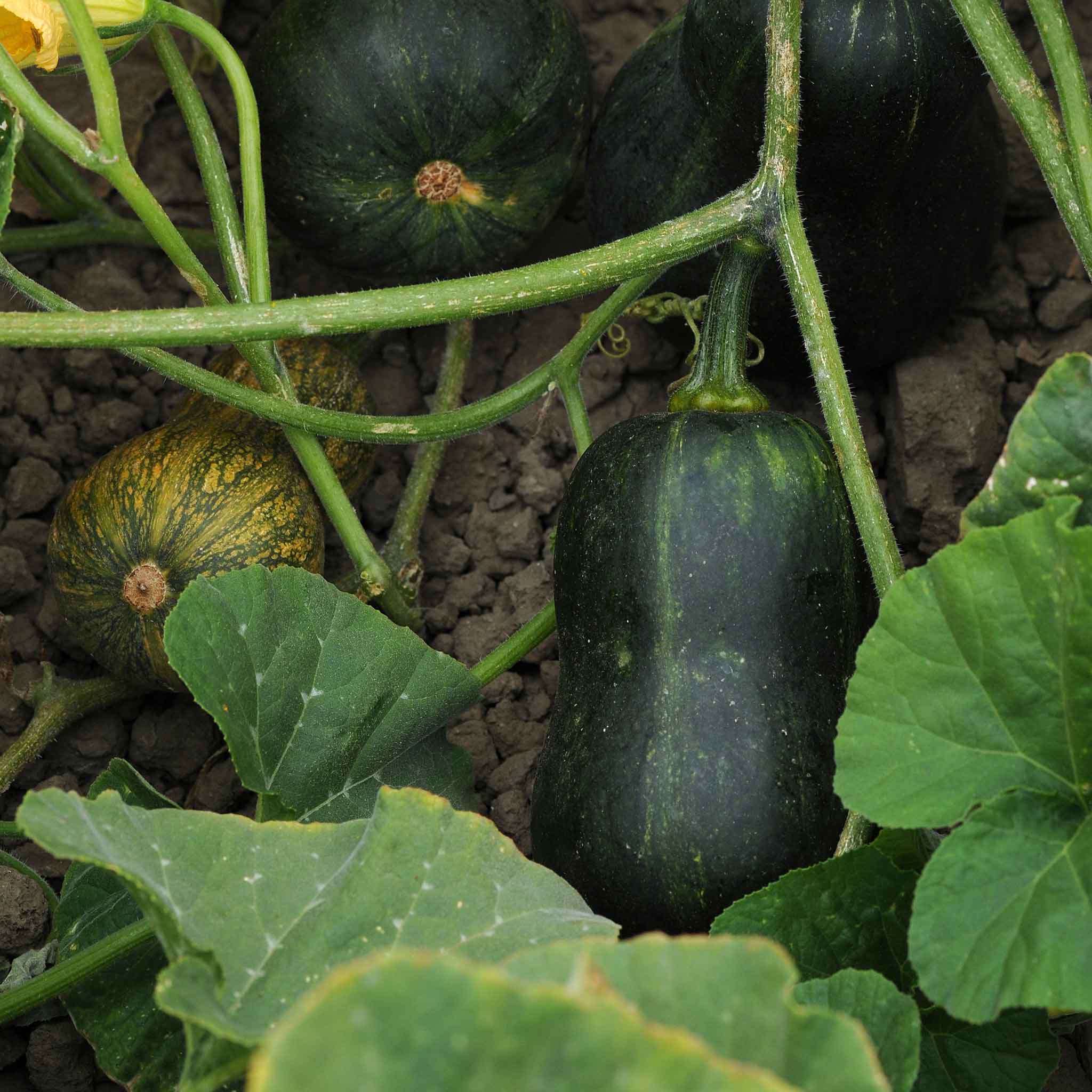 A single Butterbaby squash is hanging off a vine surrounded by other squash growth.
