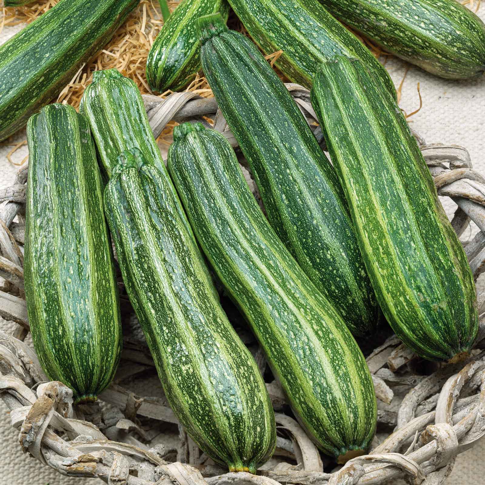 A green cocozelle squash with faint stripes, nestled among green leaves on the ground.