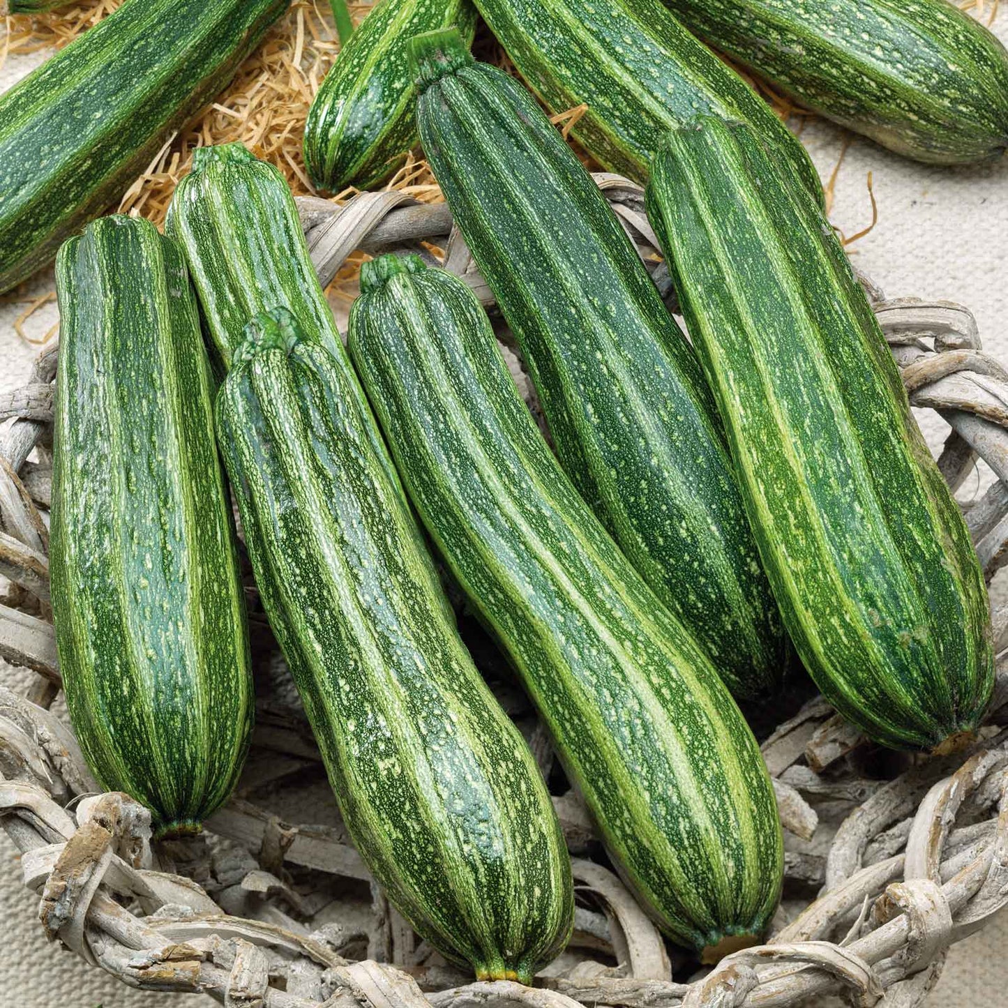 A green cocozelle squash with faint stripes, nestled among green leaves on the ground.