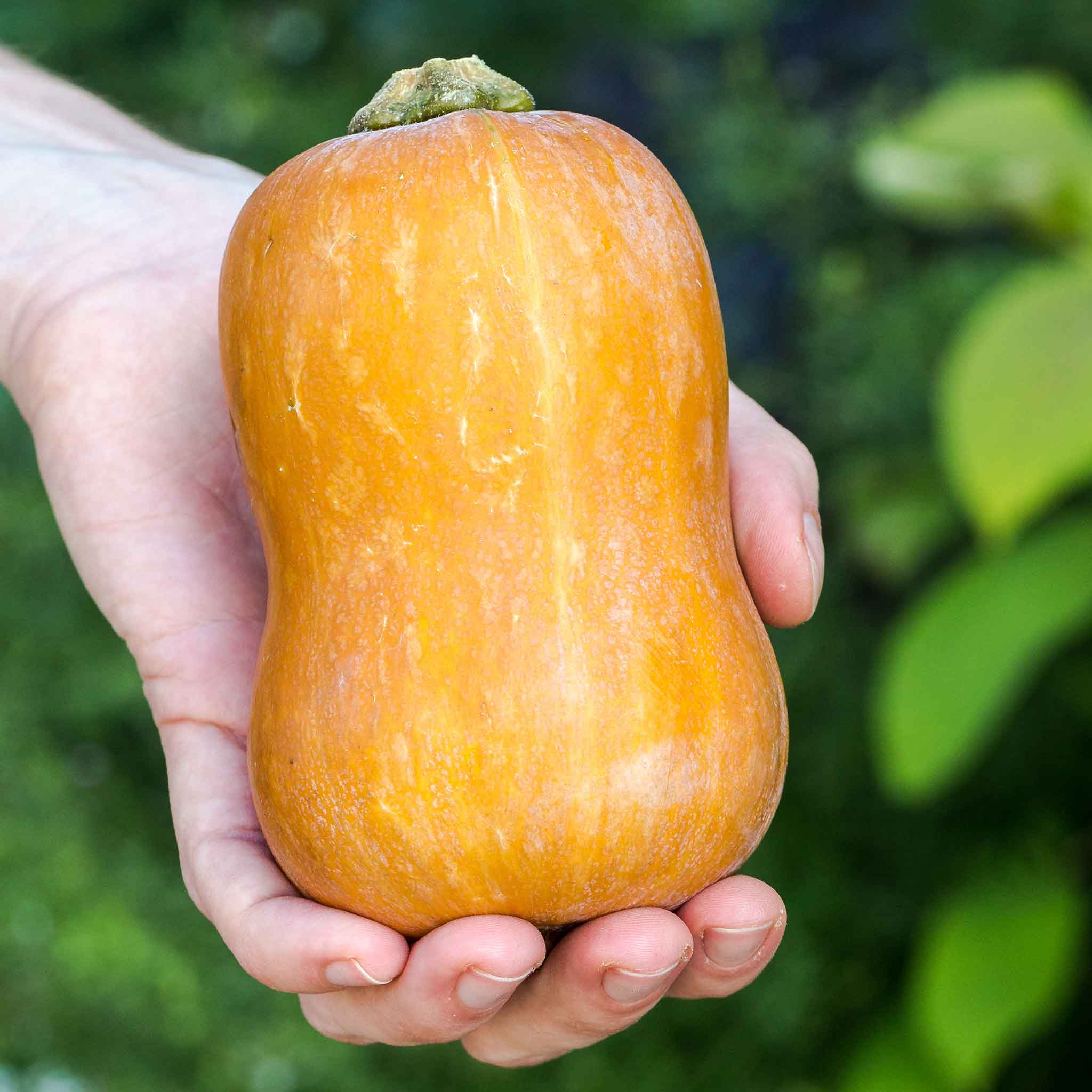A light-skinned Honeynut squash being held showing stout bulbous body.
