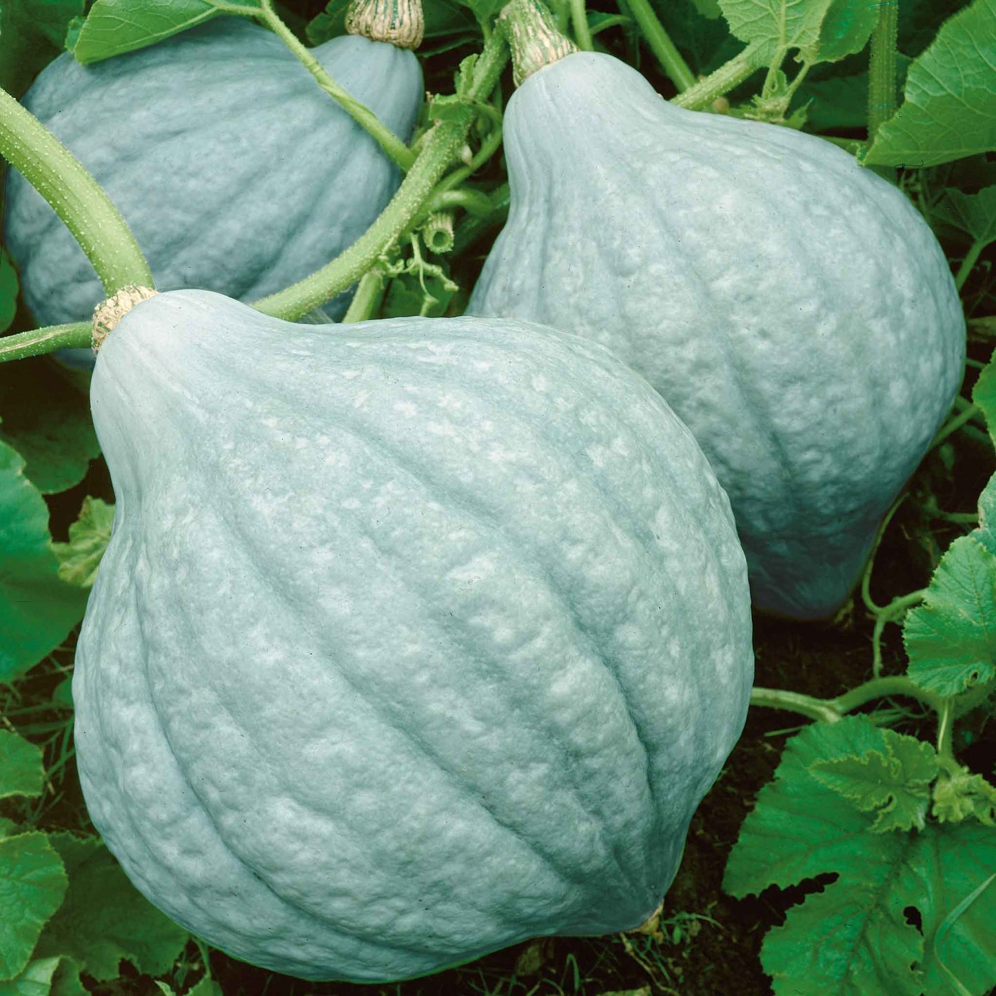 A Hubbard Blue squash on the vine sitting on the ground with green stripes.