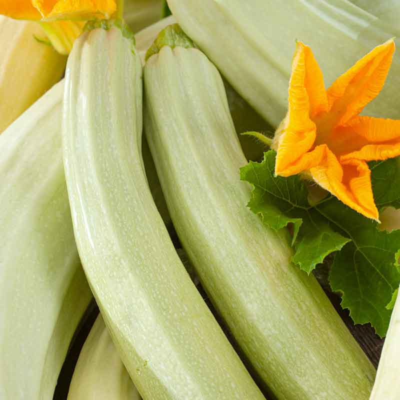 White Lungo Bianco Cylindrical squash with orange flower. | copyright: Floramedia UK Ltd