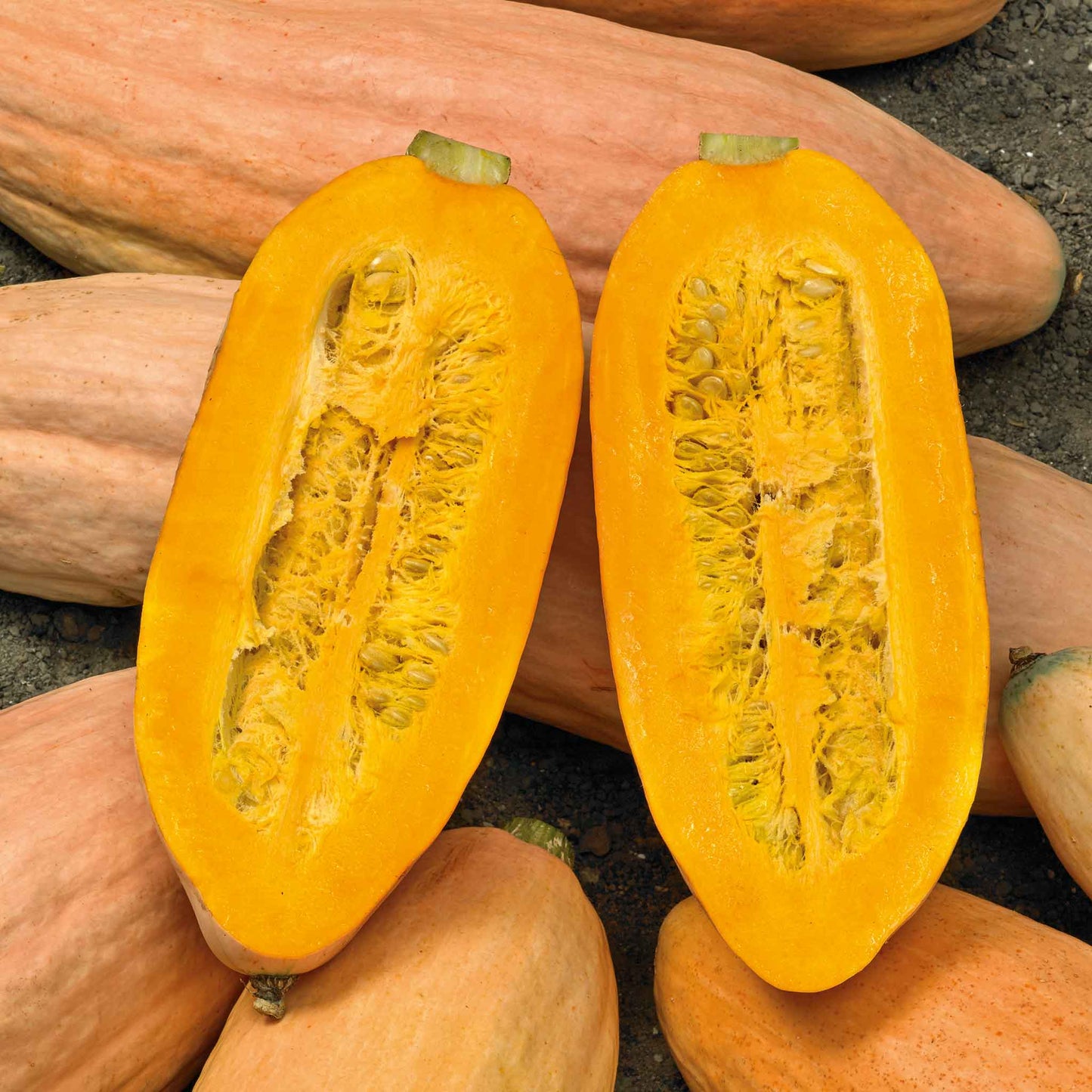 An elongated, Pink Banana Jumbo squash sliced in half showing orange flesh and seeds.