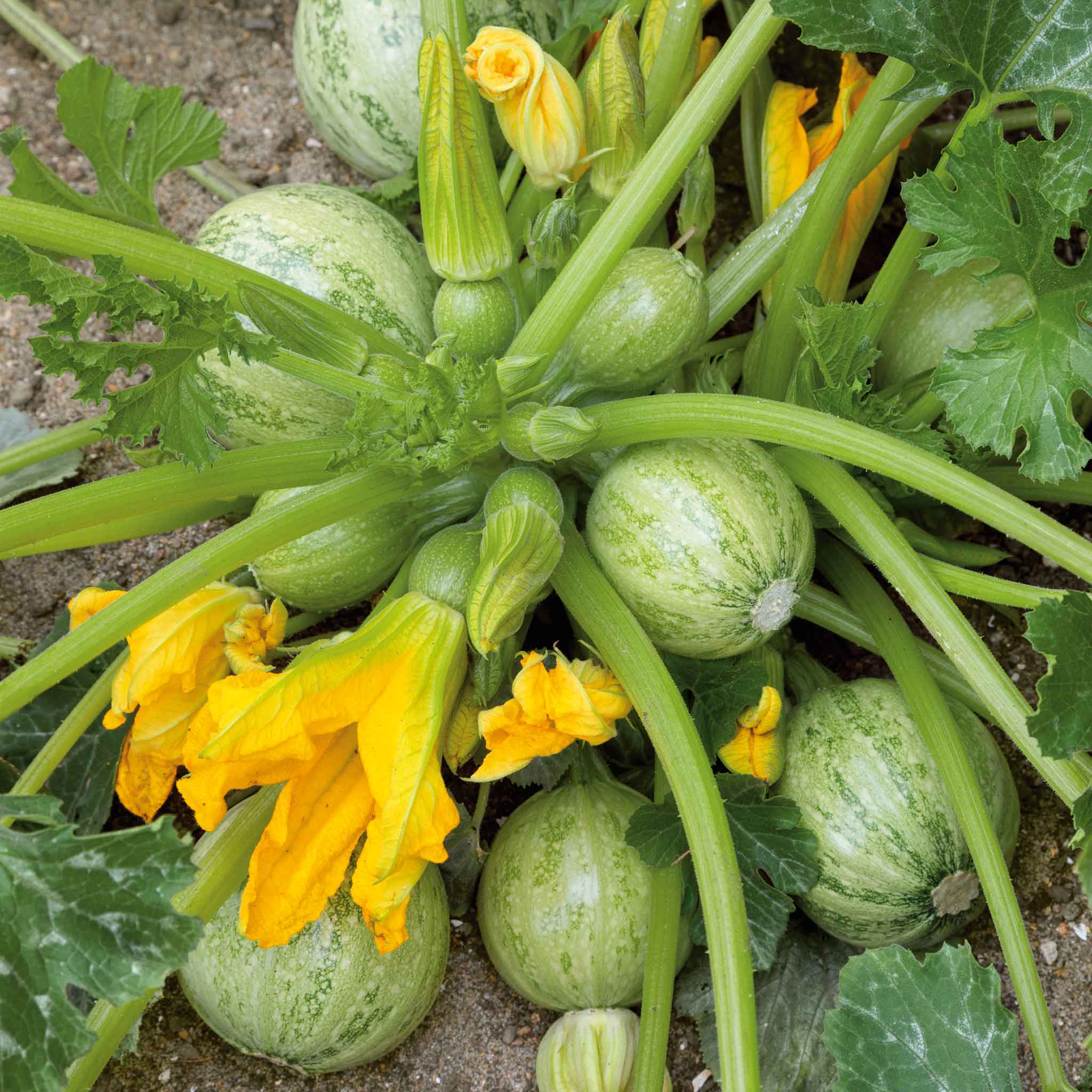 Ronde de Nice squash growing in a clump on a vine.