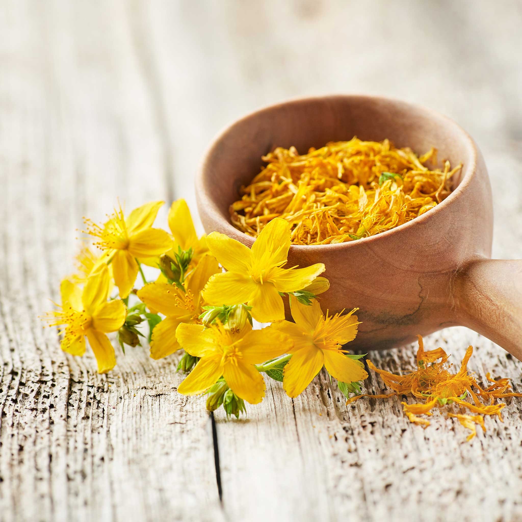 planting st john's wort seeds St. Johns Wort Seeds | Herb Seeds in Packets & Bulk
