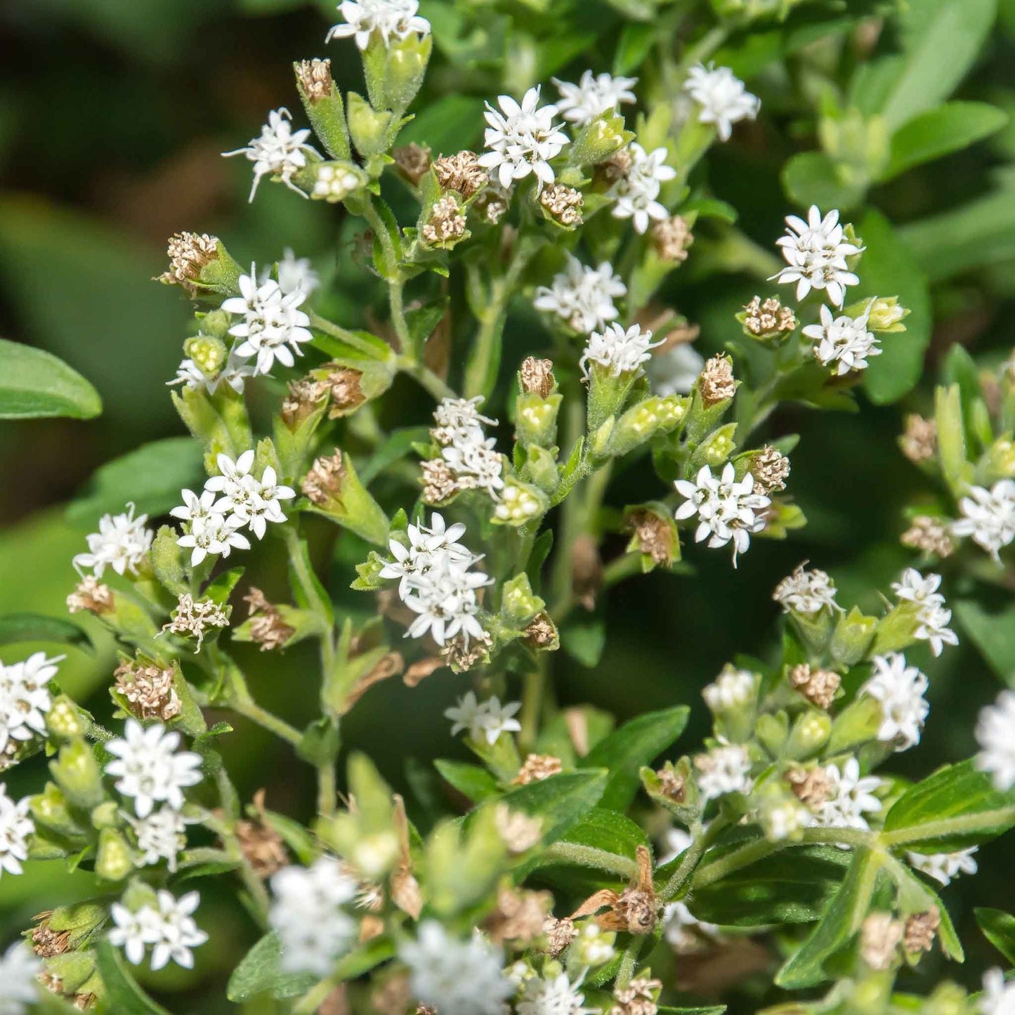 stevia sweetie star