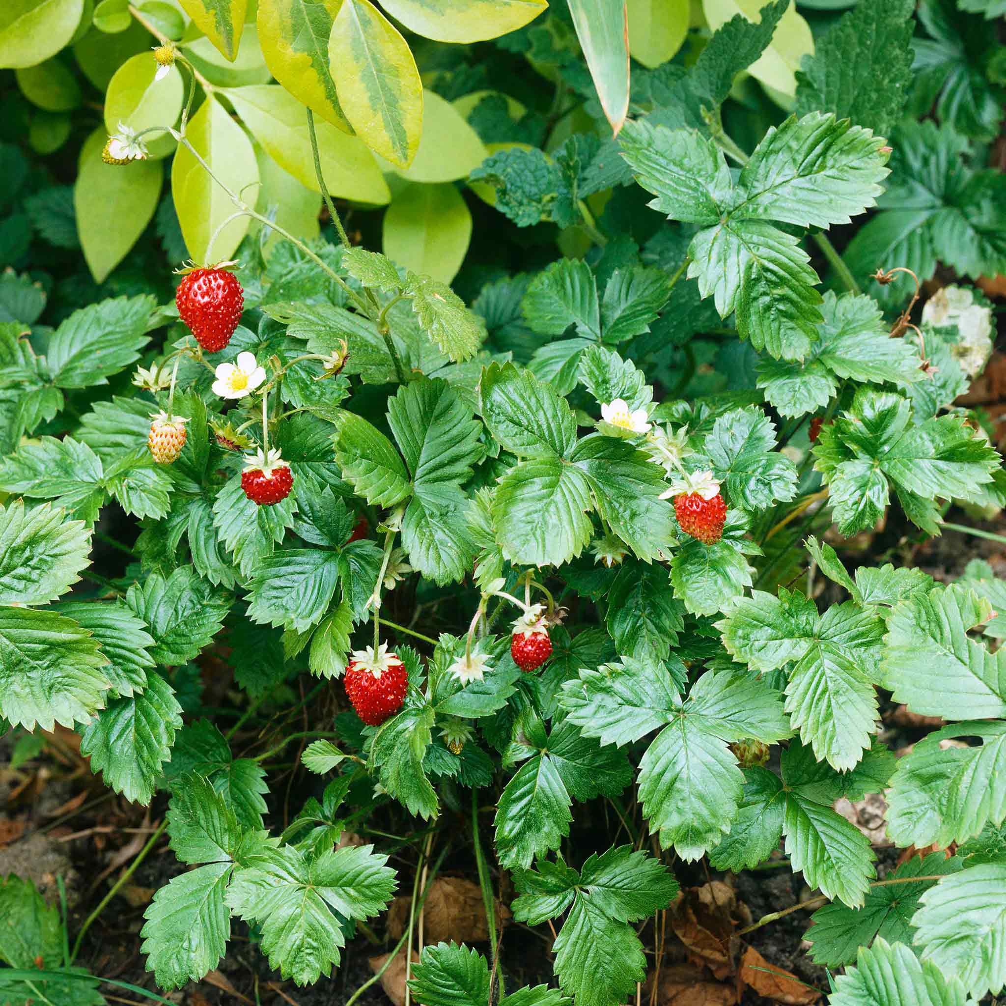 A cluster of small Alpine Strawberry Baron Solemacher red strawberries with green leaves.