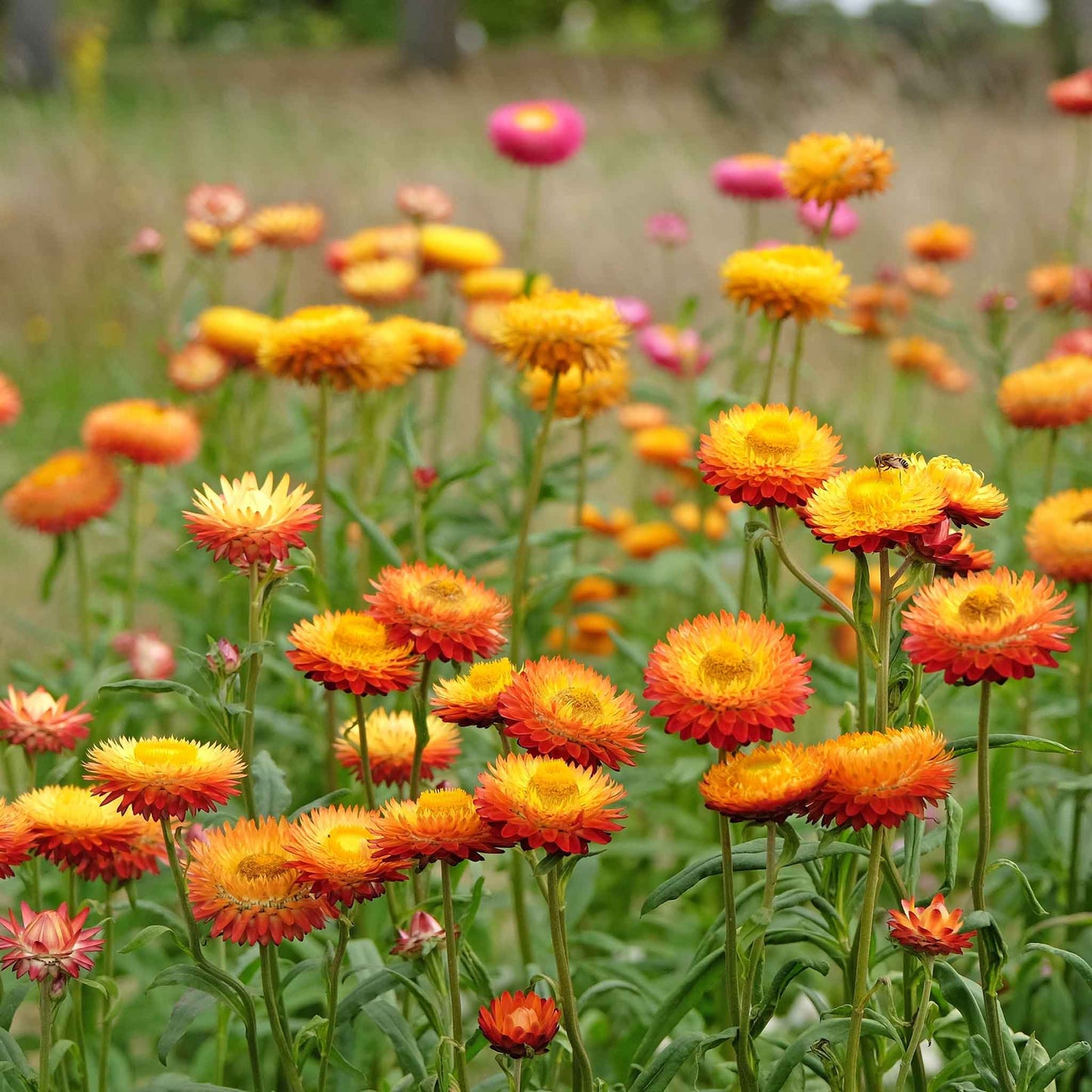 Field of king size orange strawflowers with a blurred green background